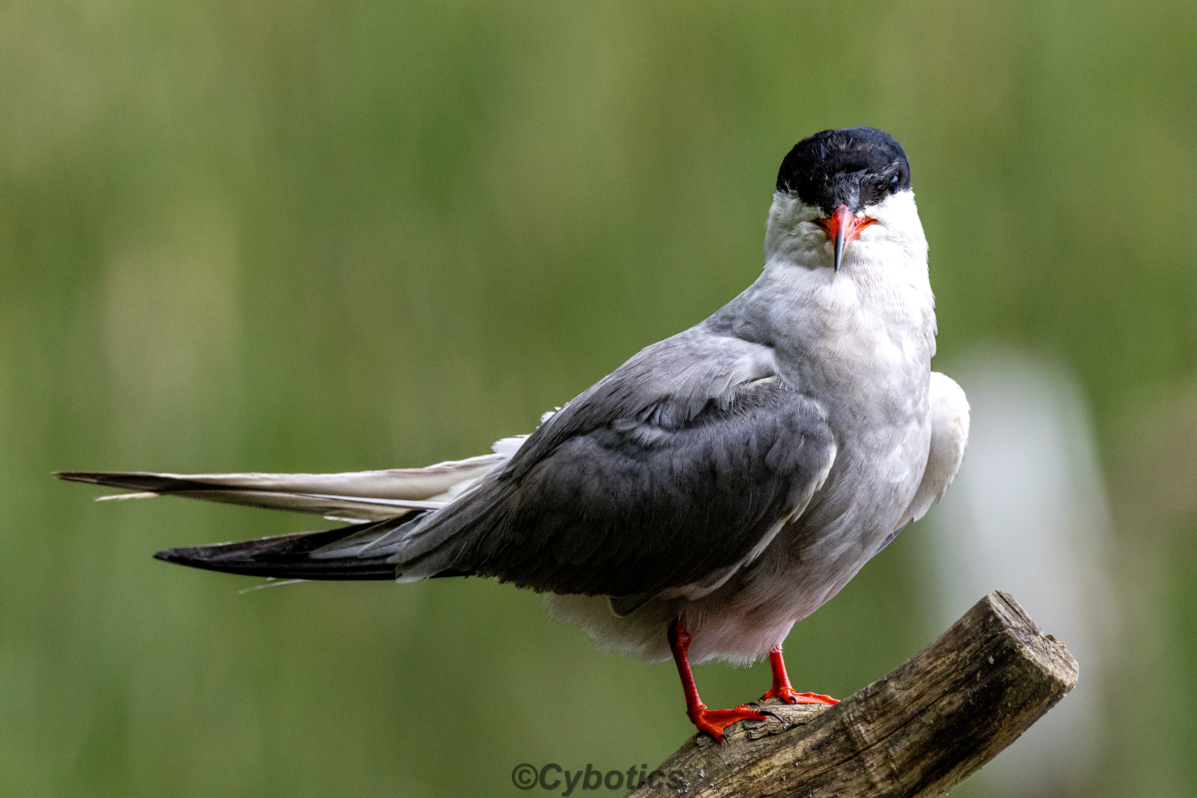 Common Tern