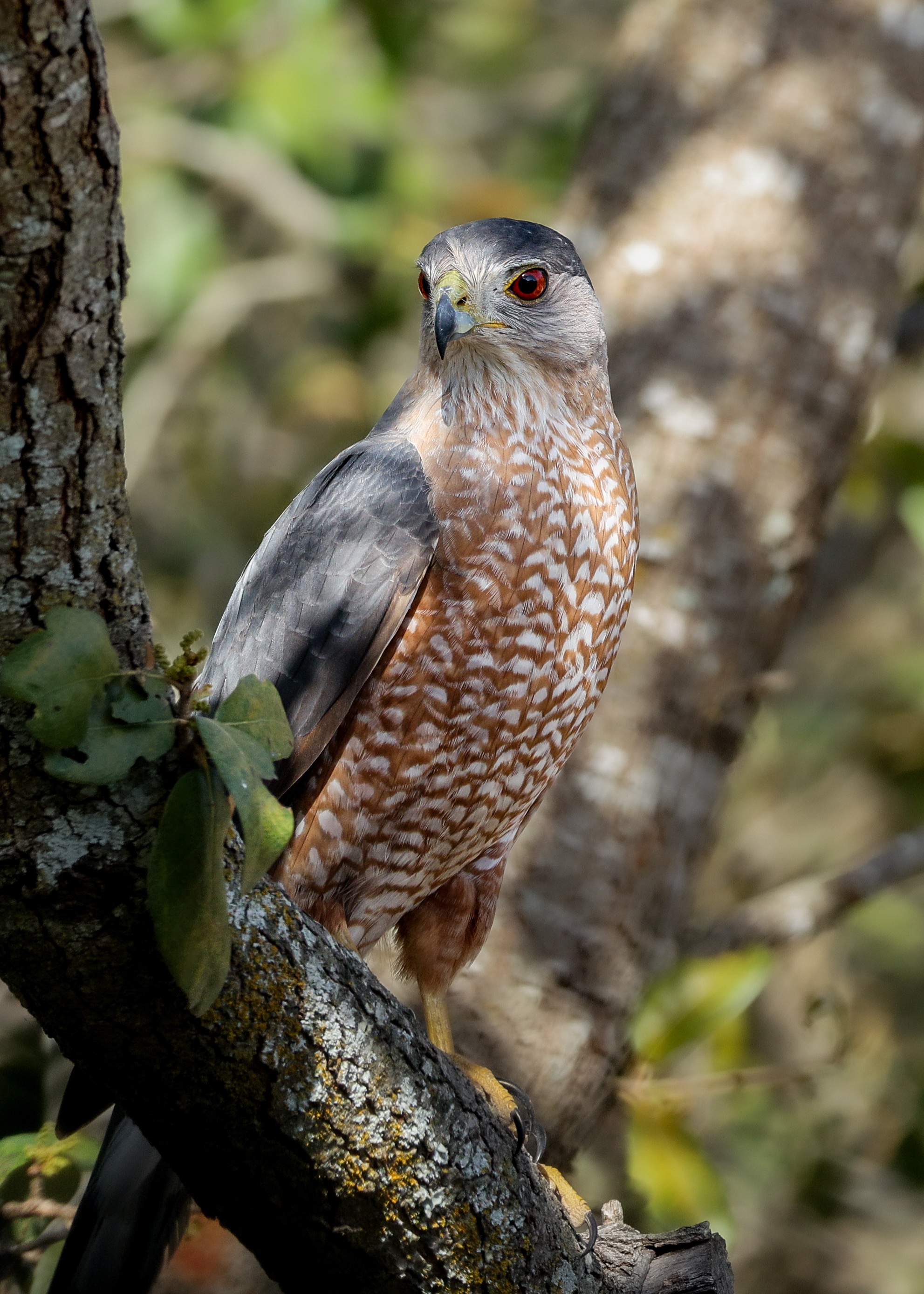 Cooper's Hawk – San Antonio, Texas