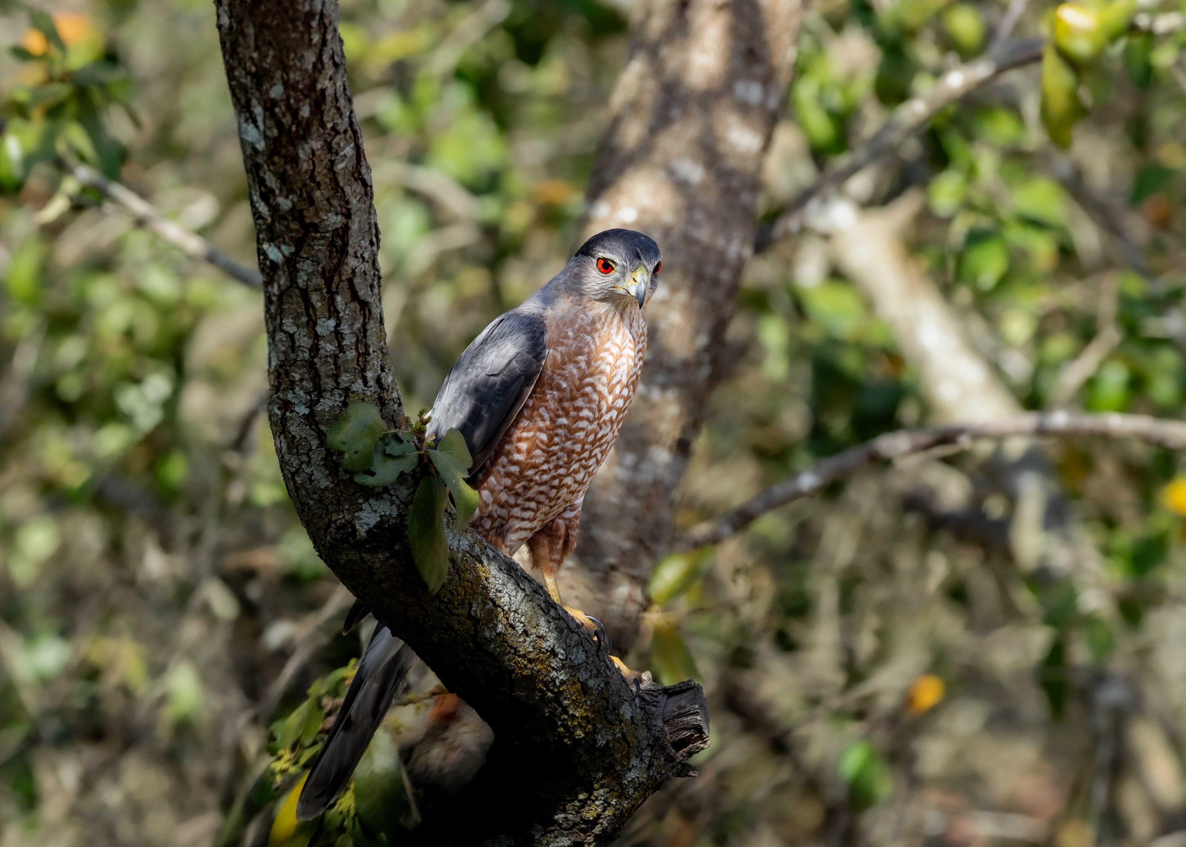 Cooper's Hawk – San Antonio, Texas