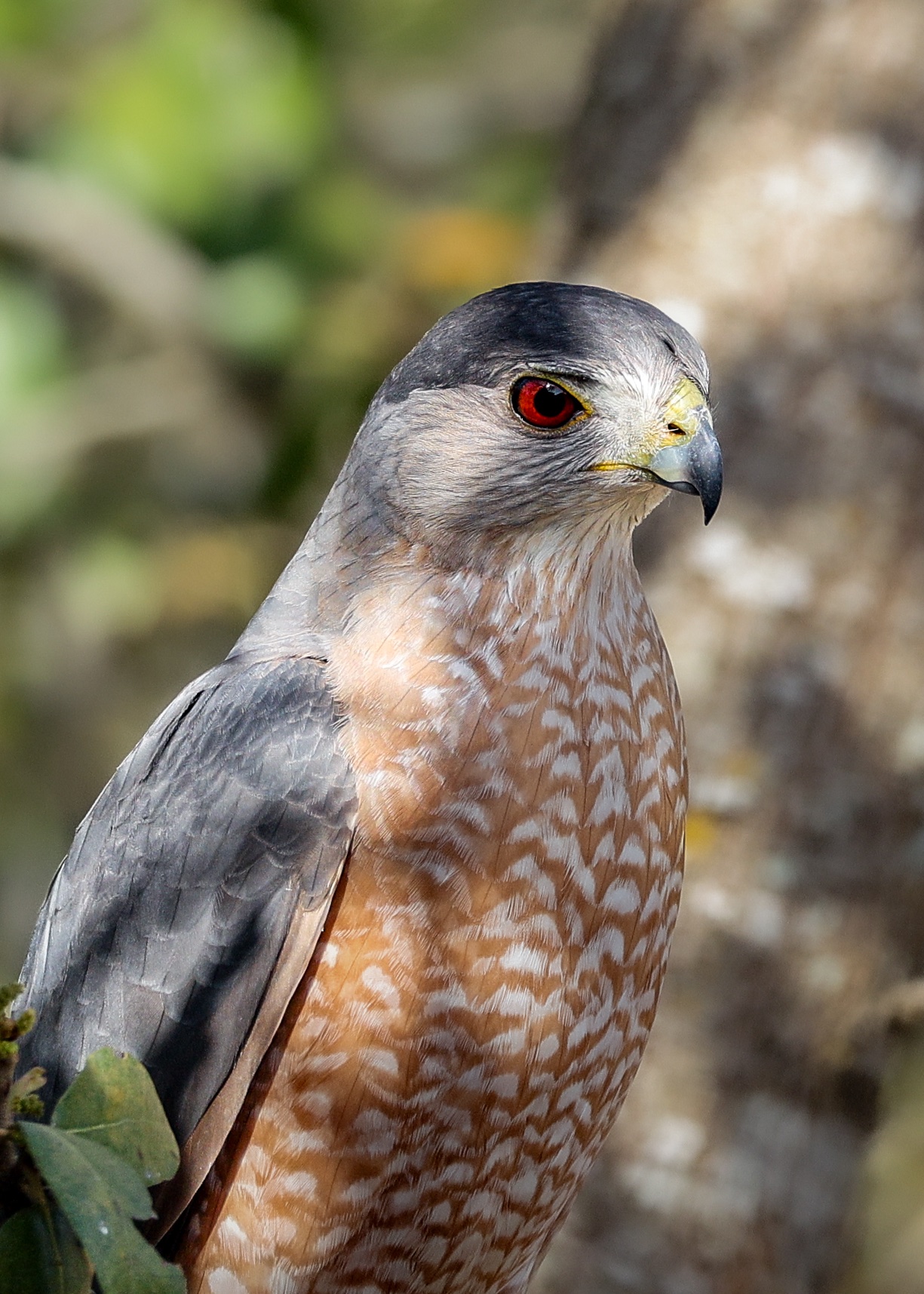 Cooper's Hawk – San Antonio, Texas