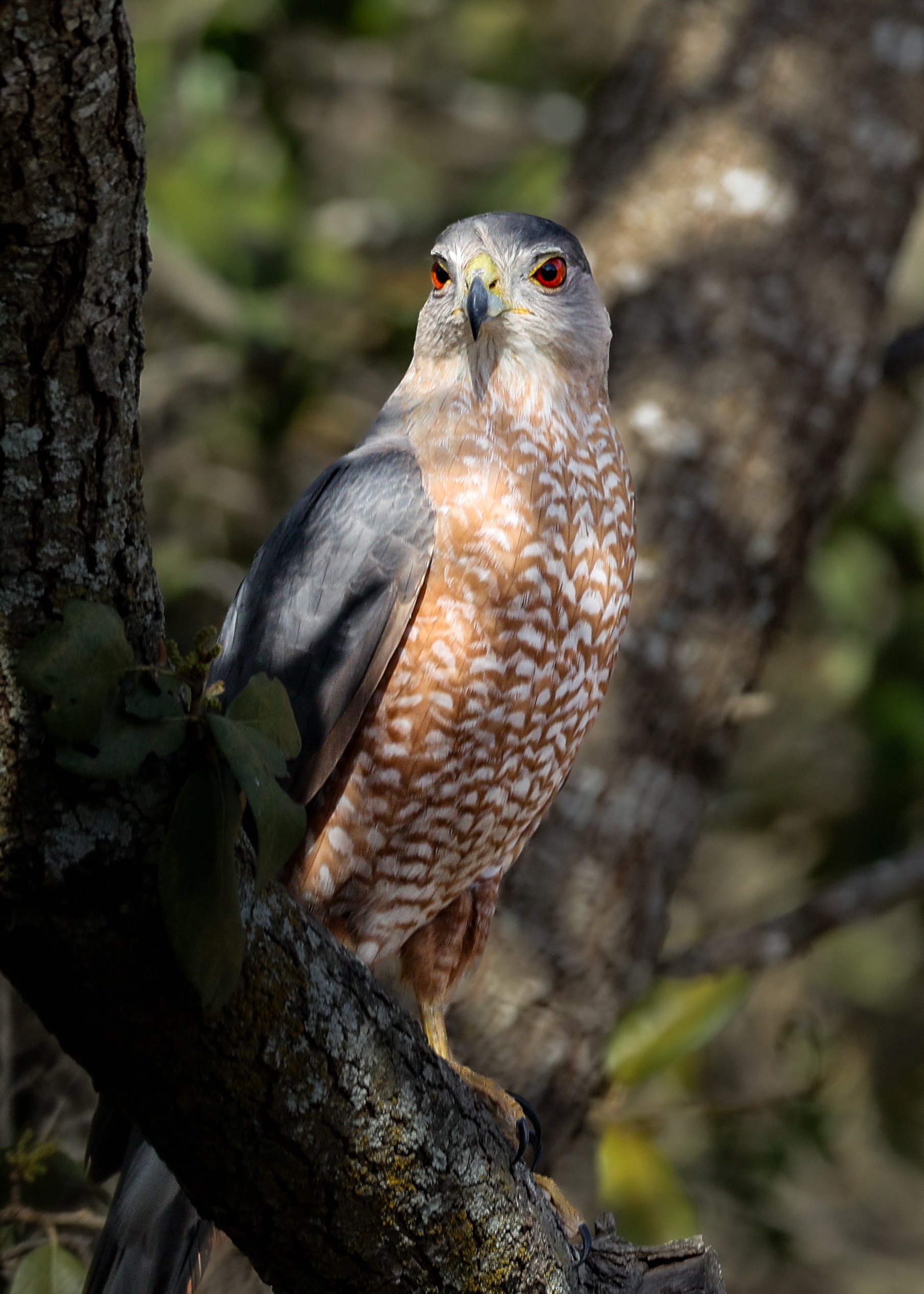 Cooper's Hawk – San Antonio, Texas