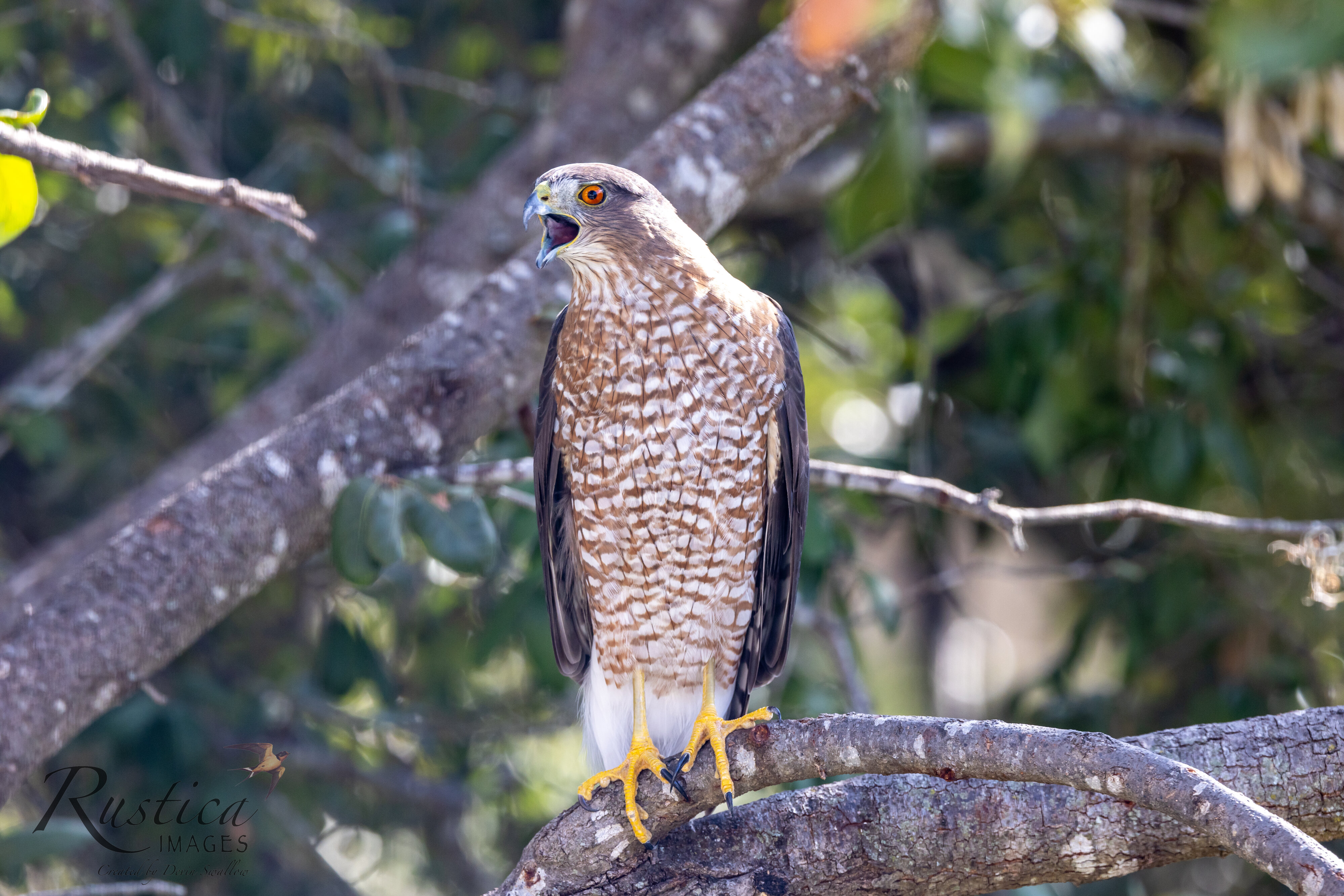 Cooper's Hawk San Antonio