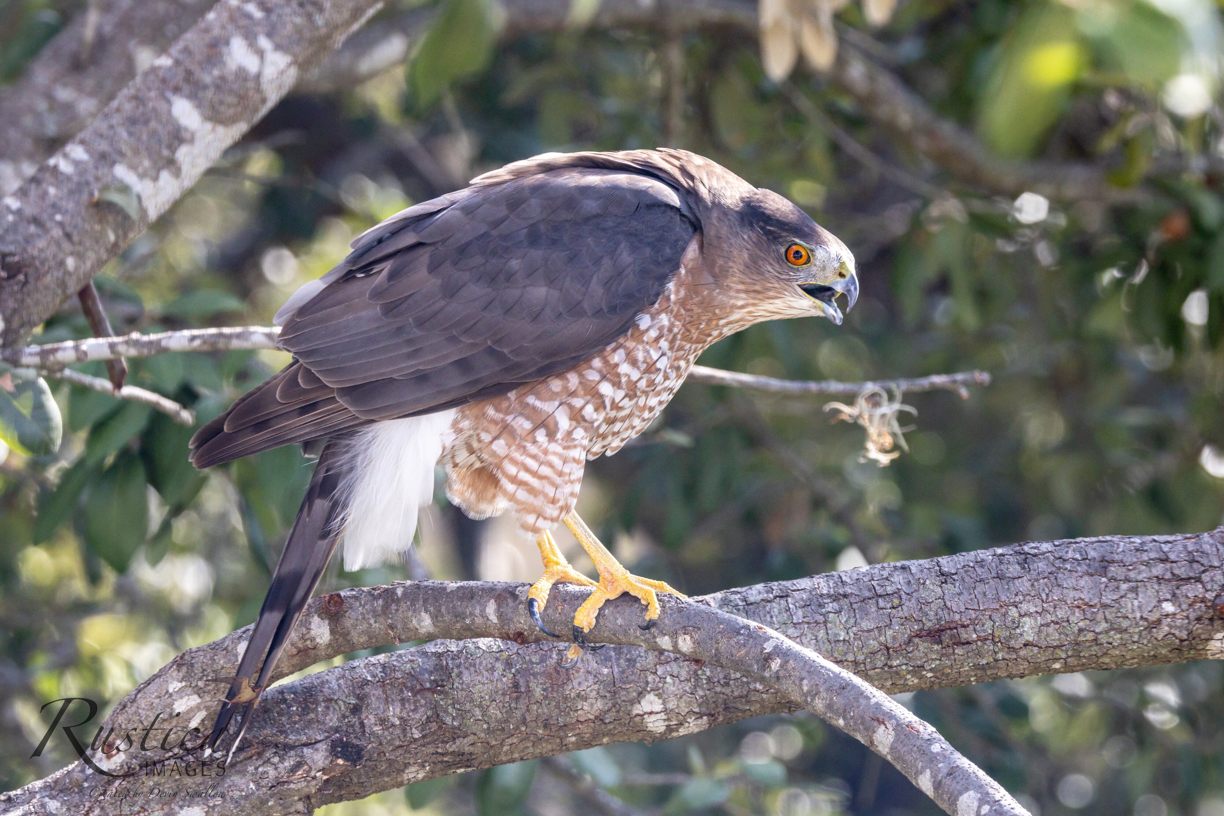 Cooper's Hawk