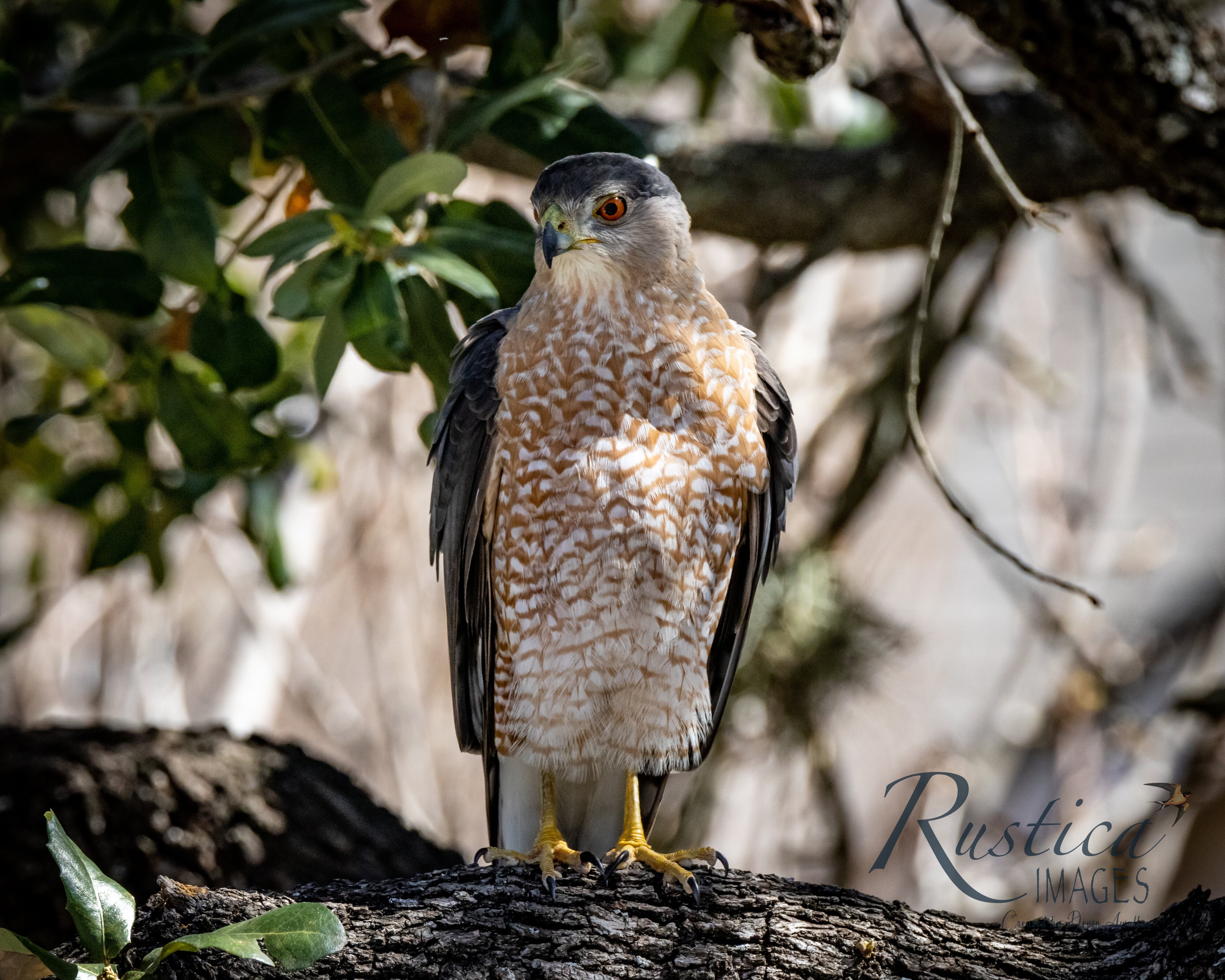 Cooper's Hawk