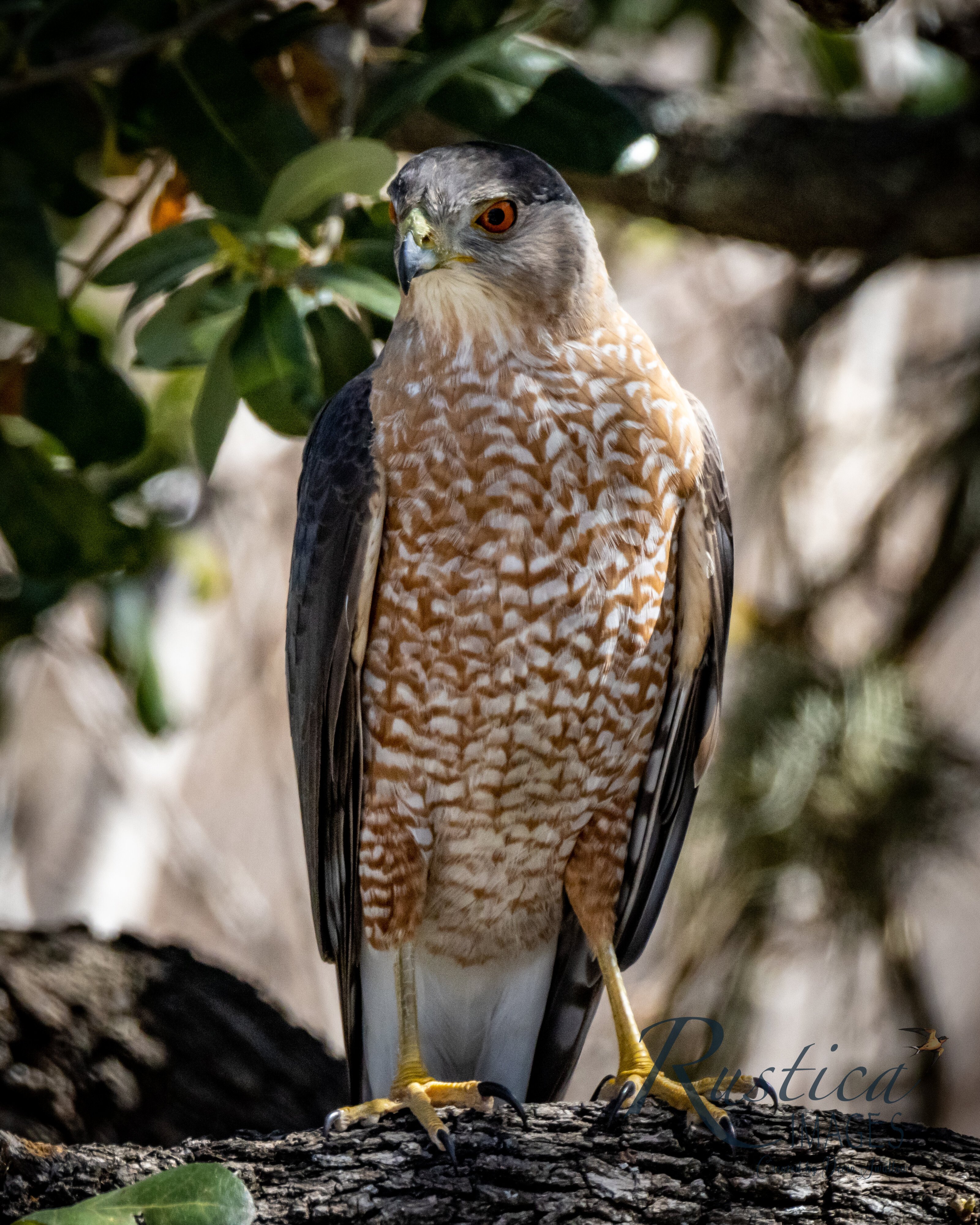 Cooper's Hawk