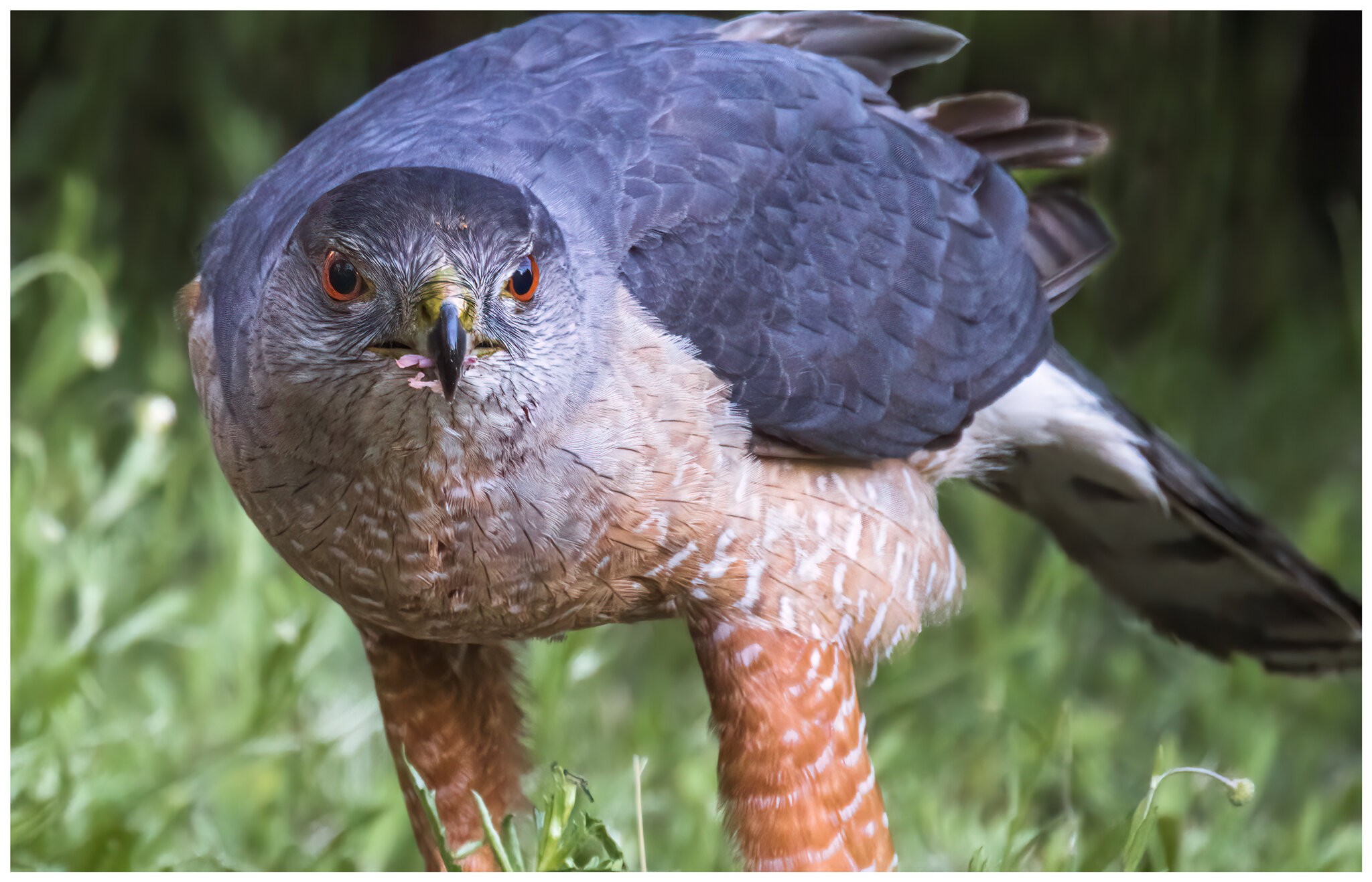 Cooper's-Hawk2.jpg