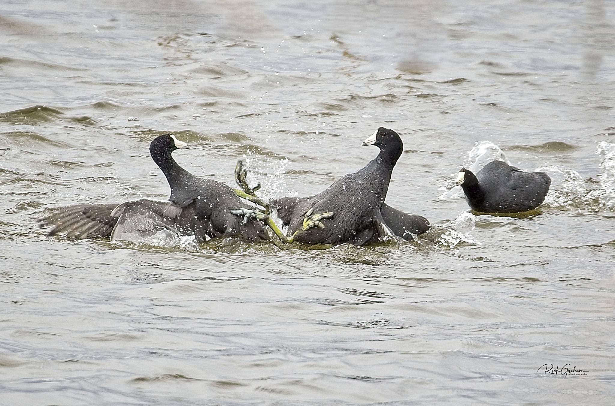 Coot Fight.jpeg