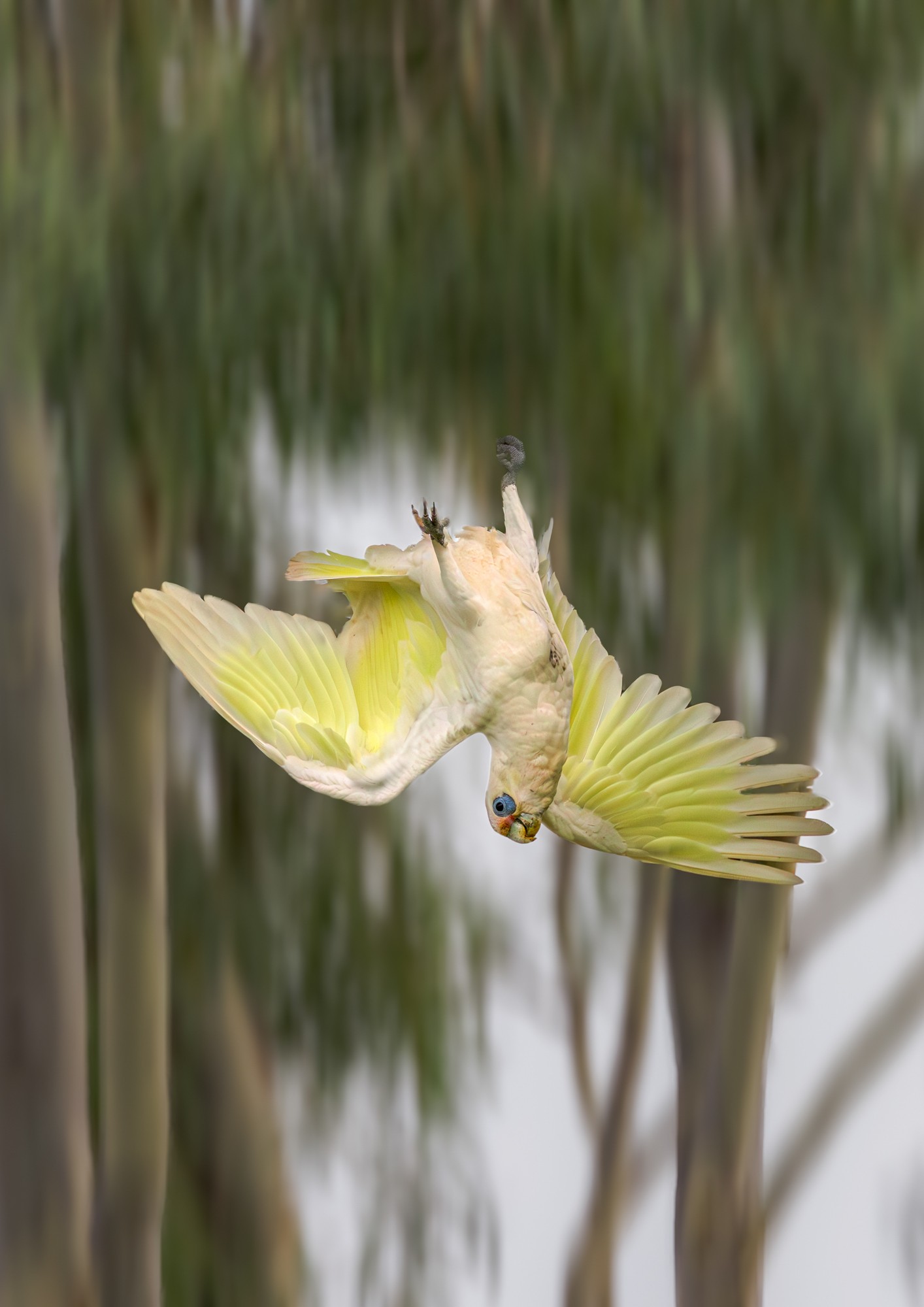 corella-little-bif-001-g-2000px-2.jpg