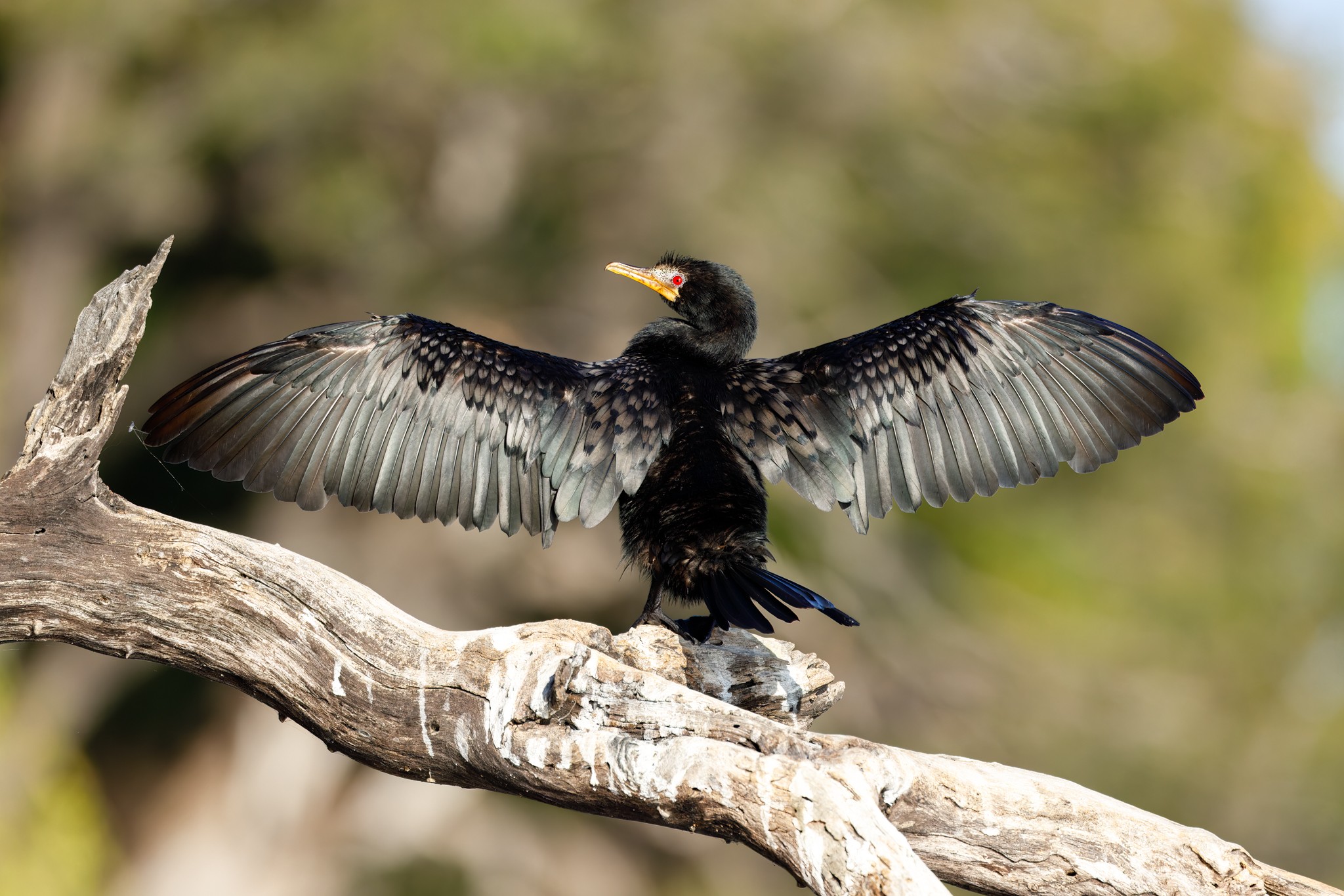 Cormorant-3.jpg