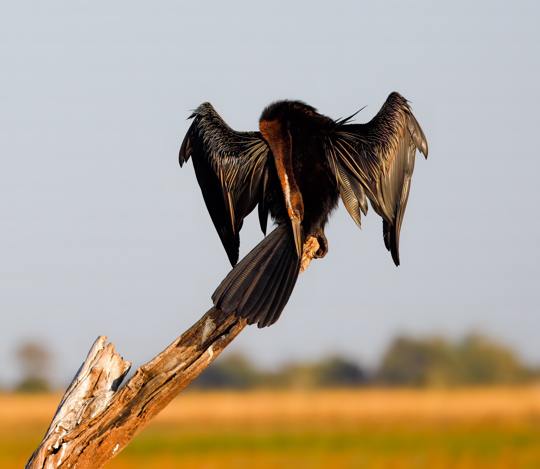 Cormorant drying his laundry.jpg