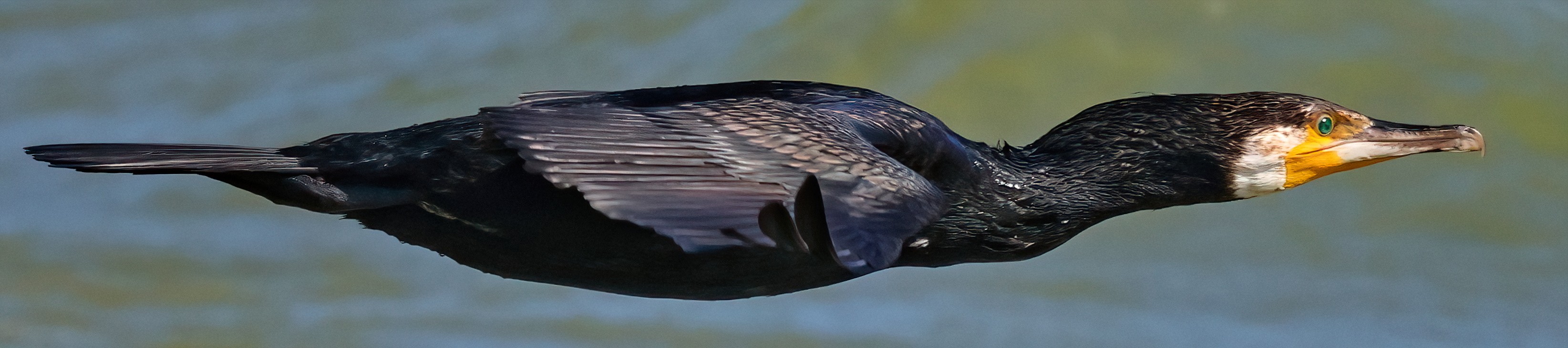 Cormorant - flat flight