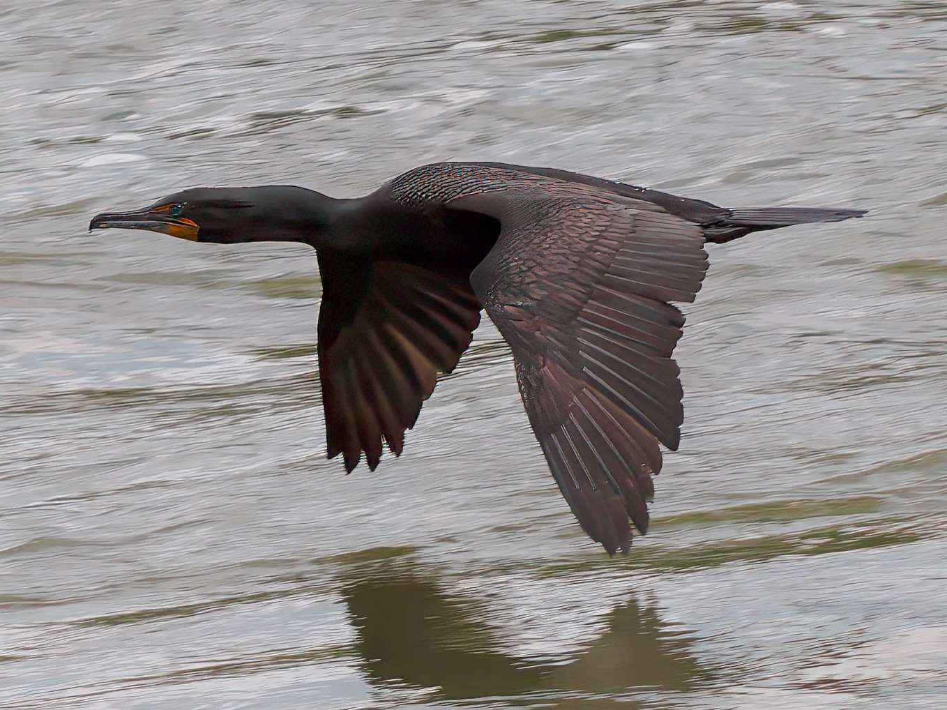Cormorant in flight.jpg