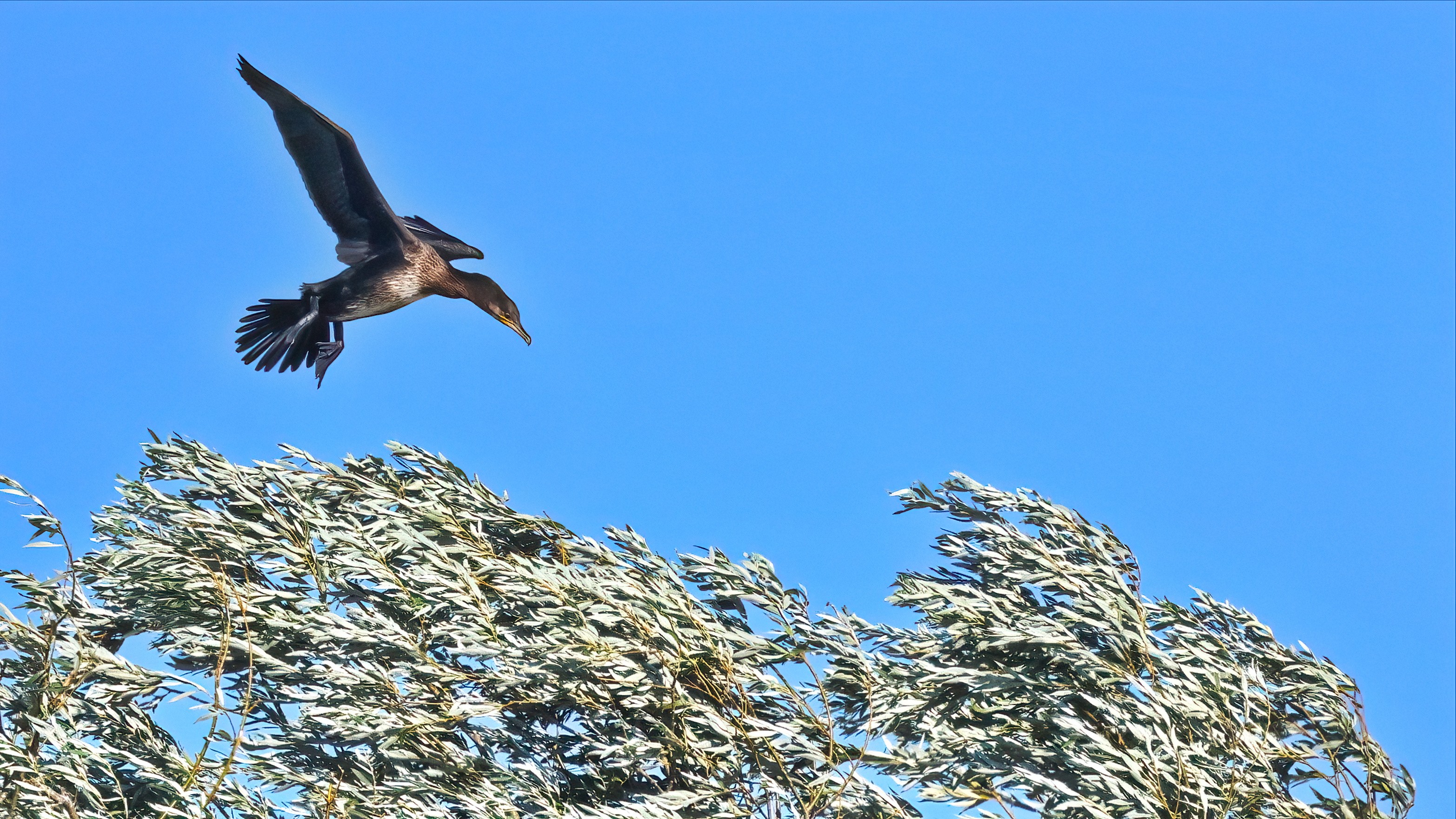 Cormorant - landing approach against the wind