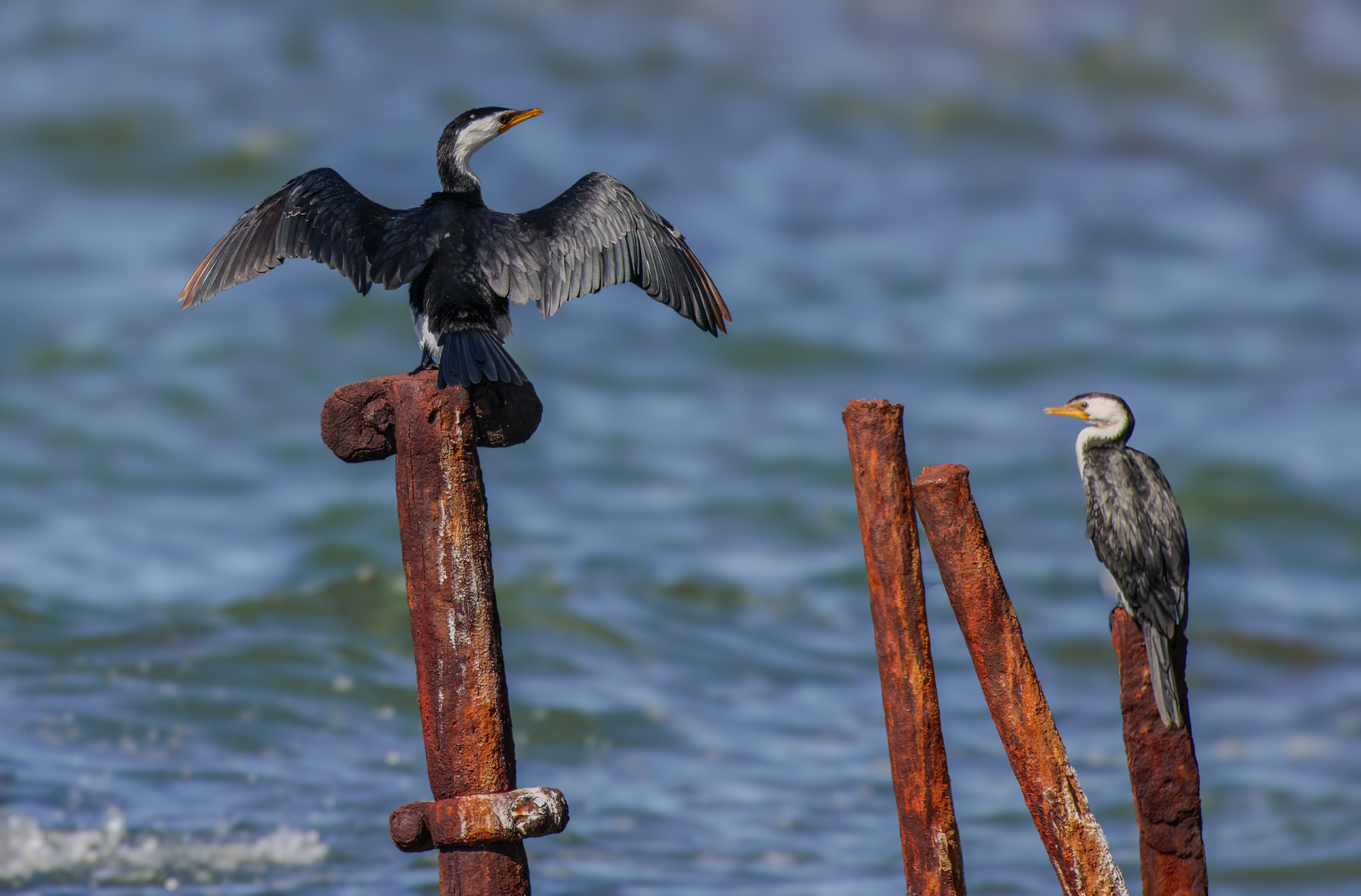 cormorant-pied-026-d-2000px.jpg