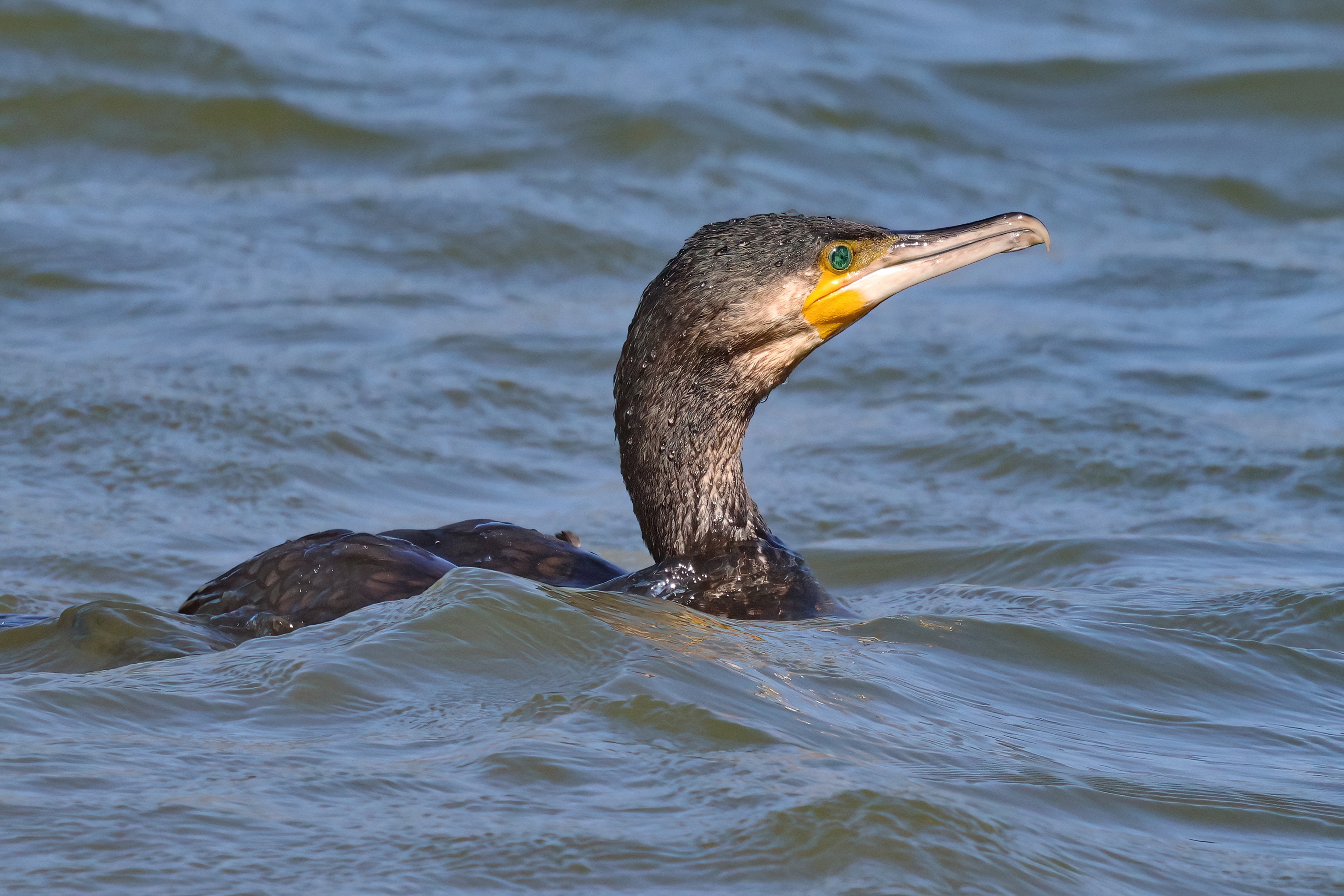 Cormorant - swimming