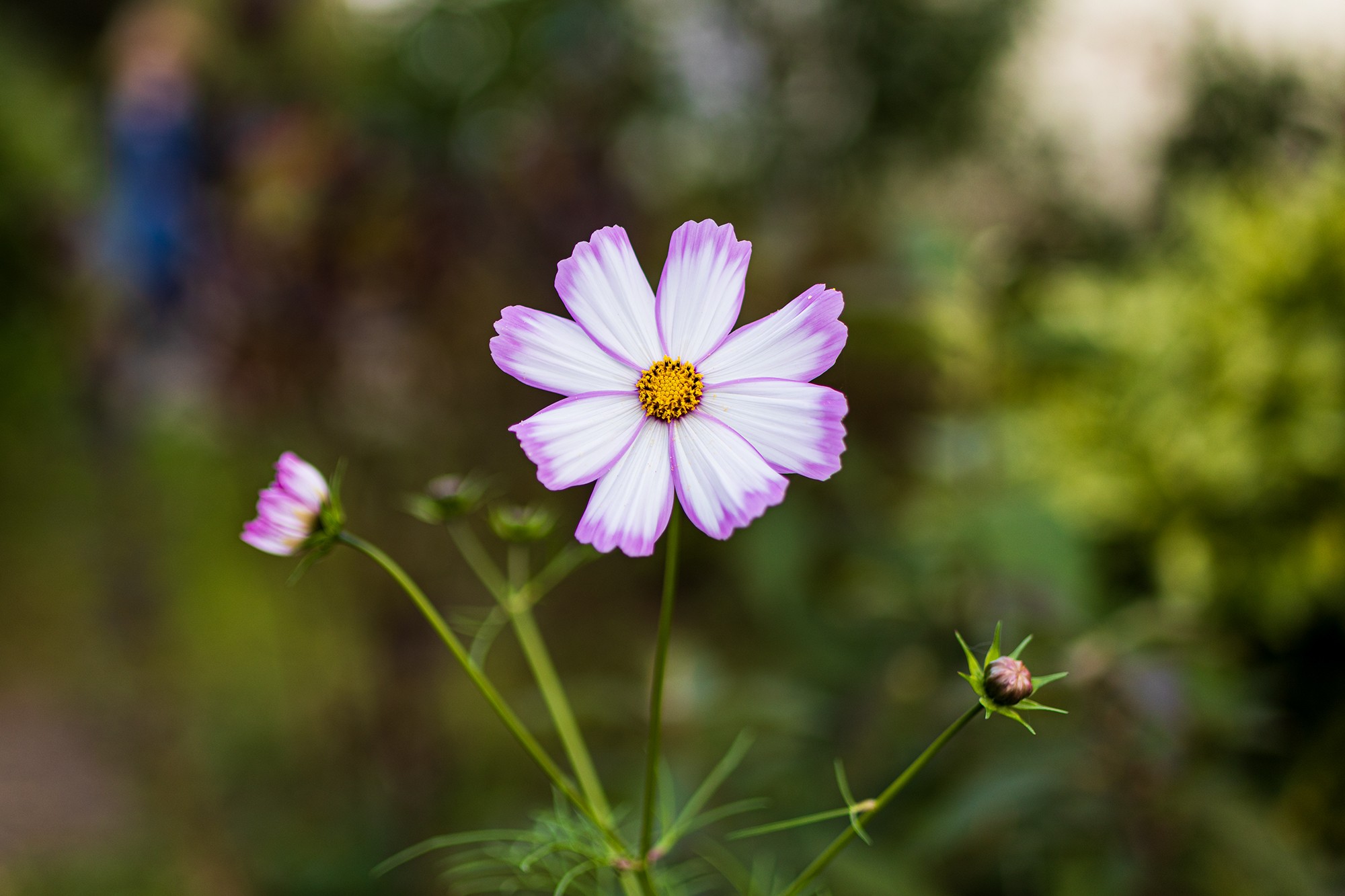 Cosmos Bokeh.jpg