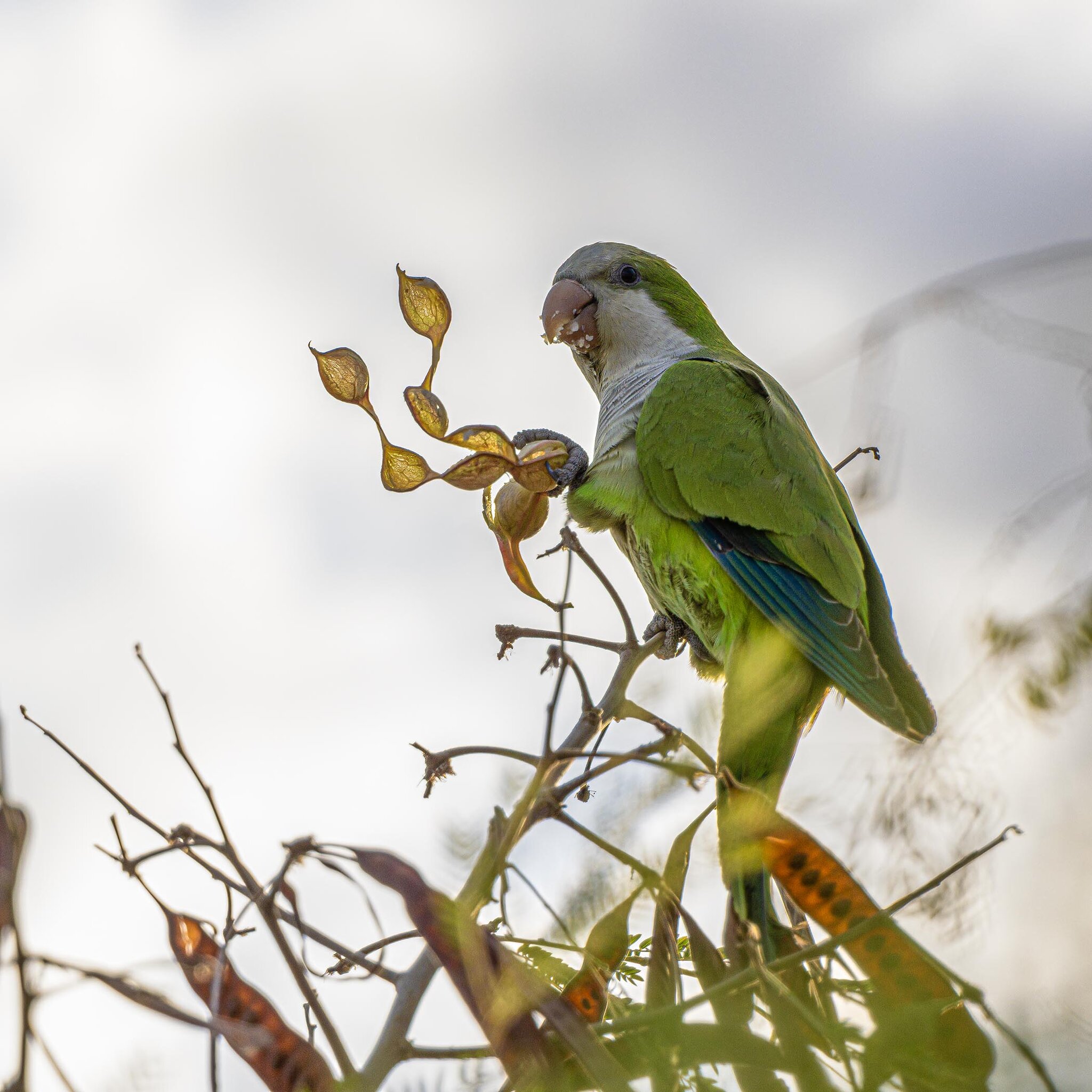 Cotorras Quaker in Ponce, Puerto Rico