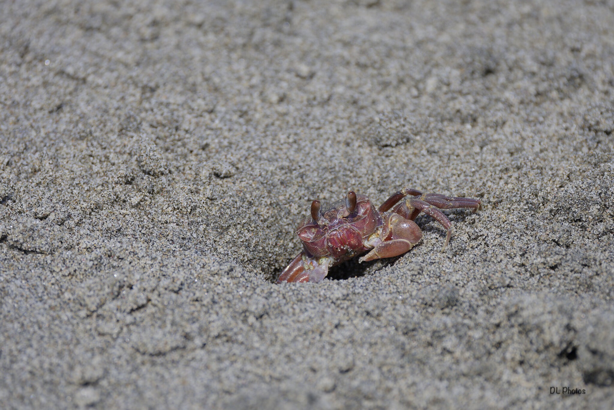 crab1.jpg | Canon RF Shooters Forums