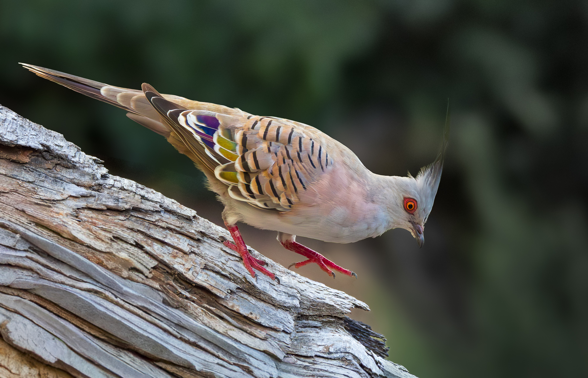 Crested Pigeon.jpg