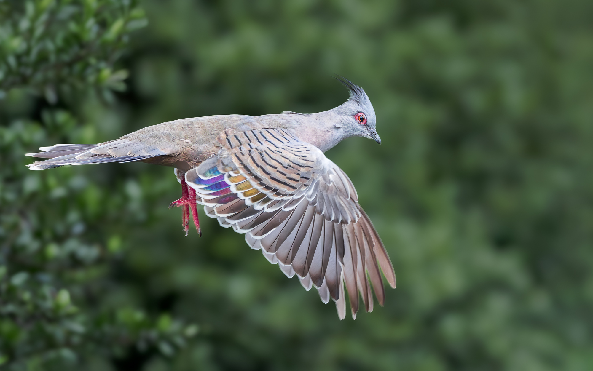 Crested Pigeon.jpg