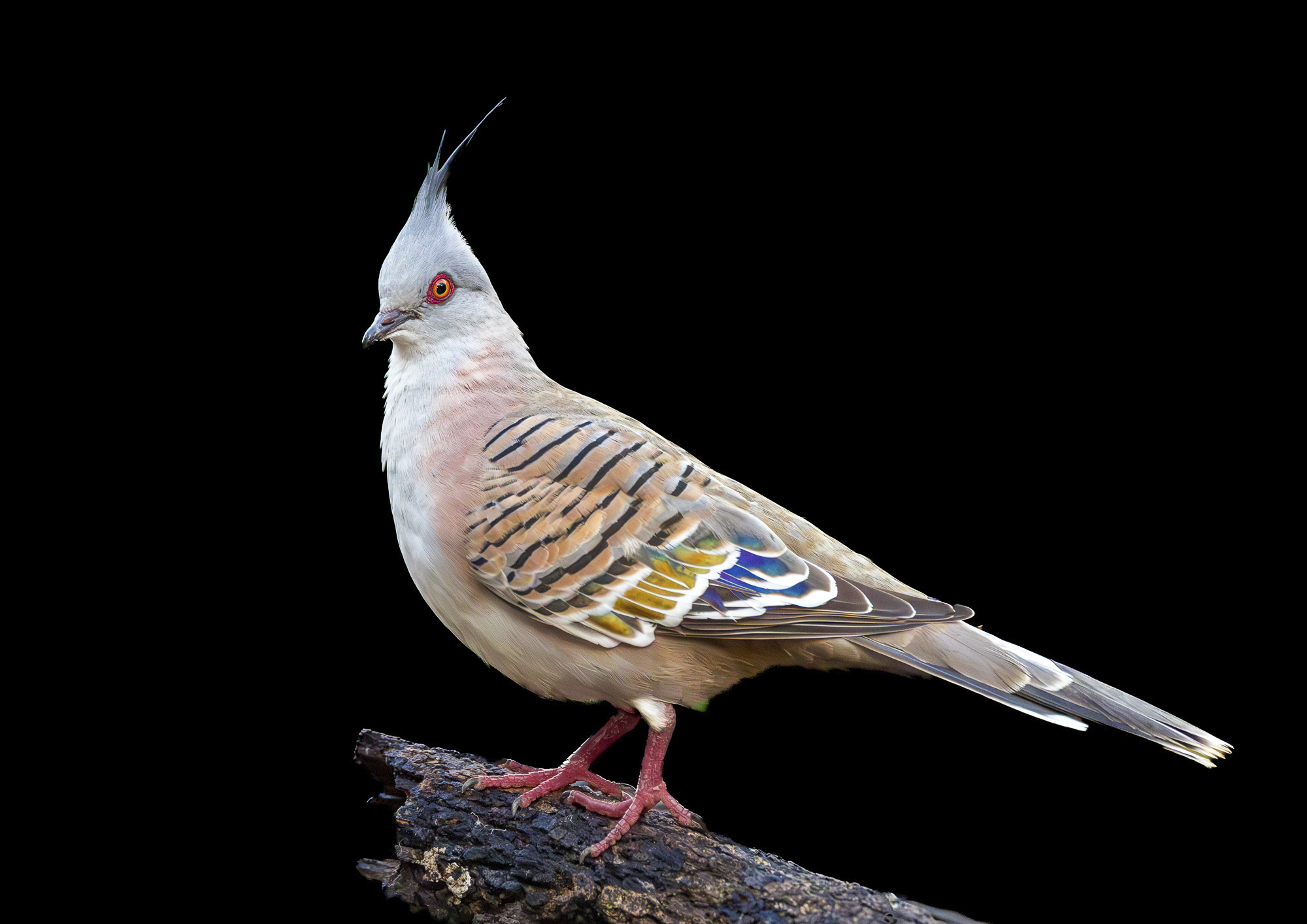 Crested Pigeon.jpg