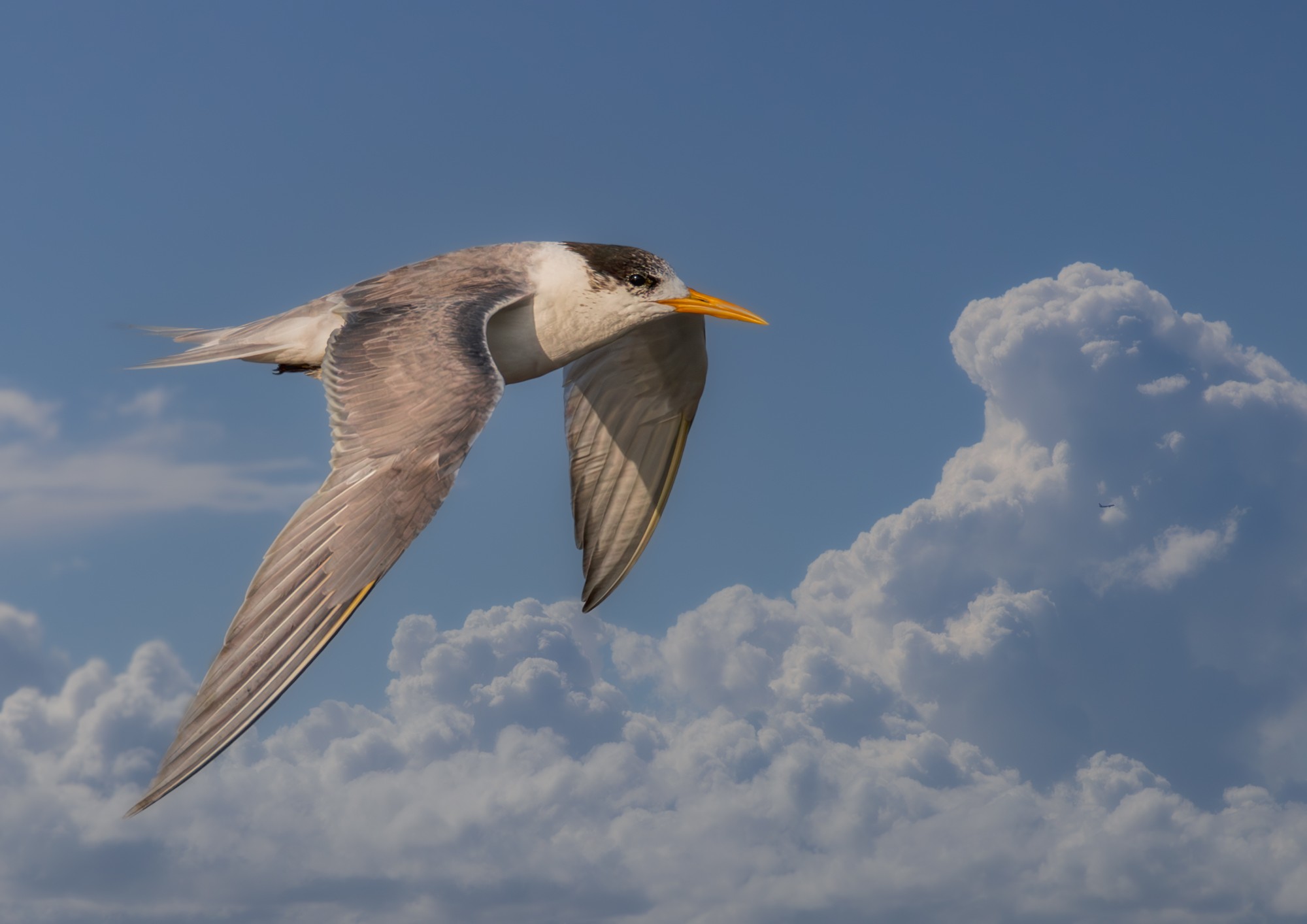 crested-tern-bif-cloud-0001-b-2.jpg