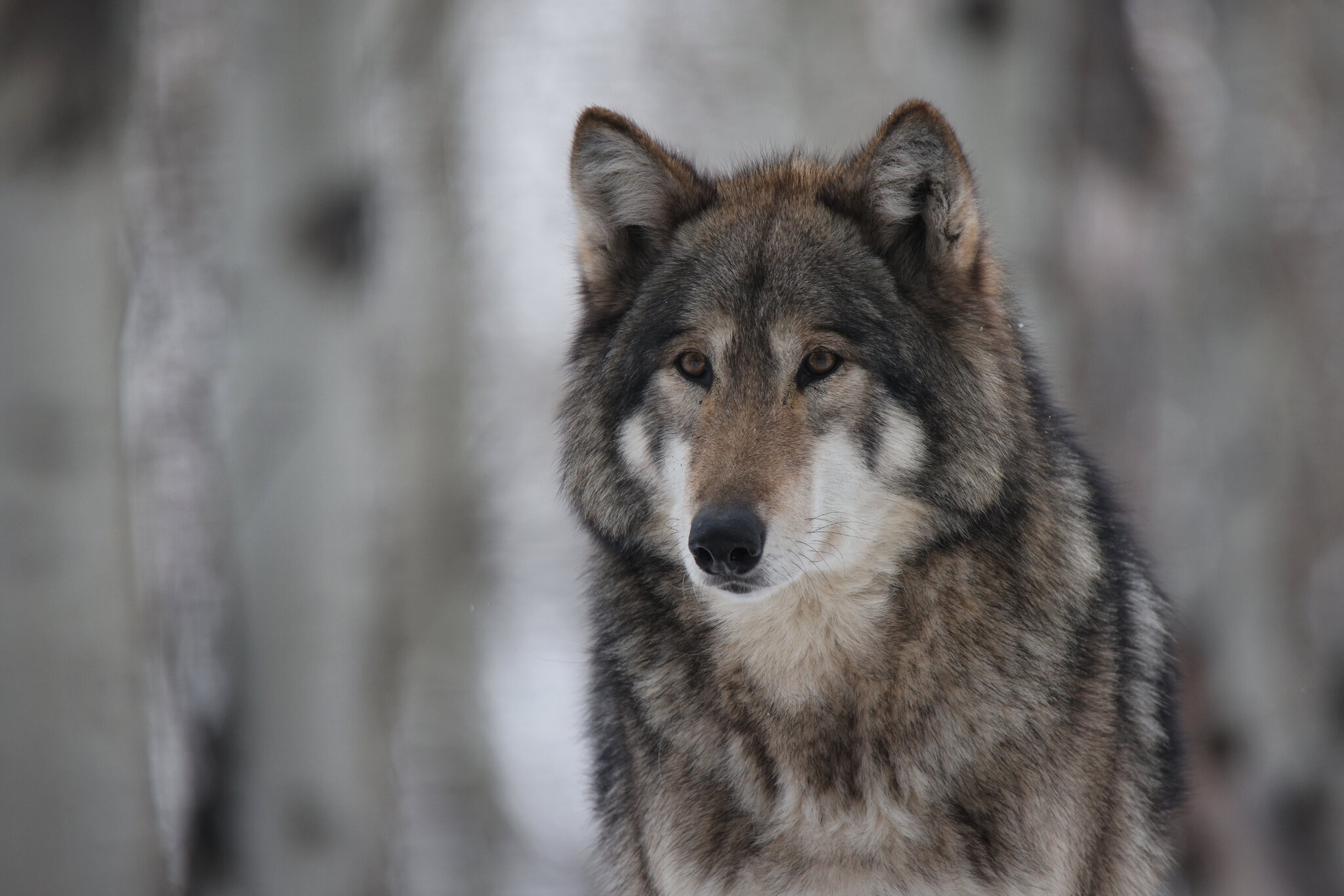 CSP_0293 Yamnuska Wolf Dog Sanctuary.jpg