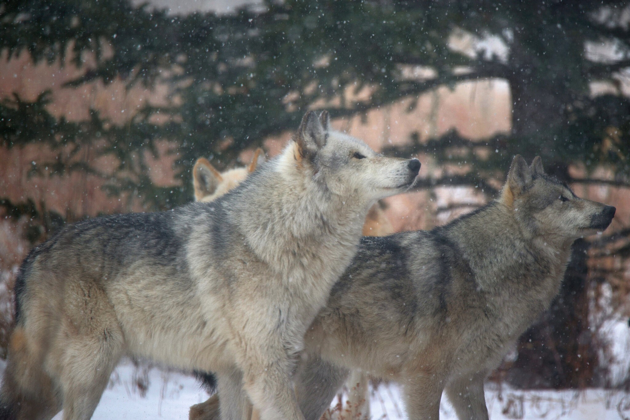 CSP_0333 Yamnuska Wolf Dog Sanctuary.jpg