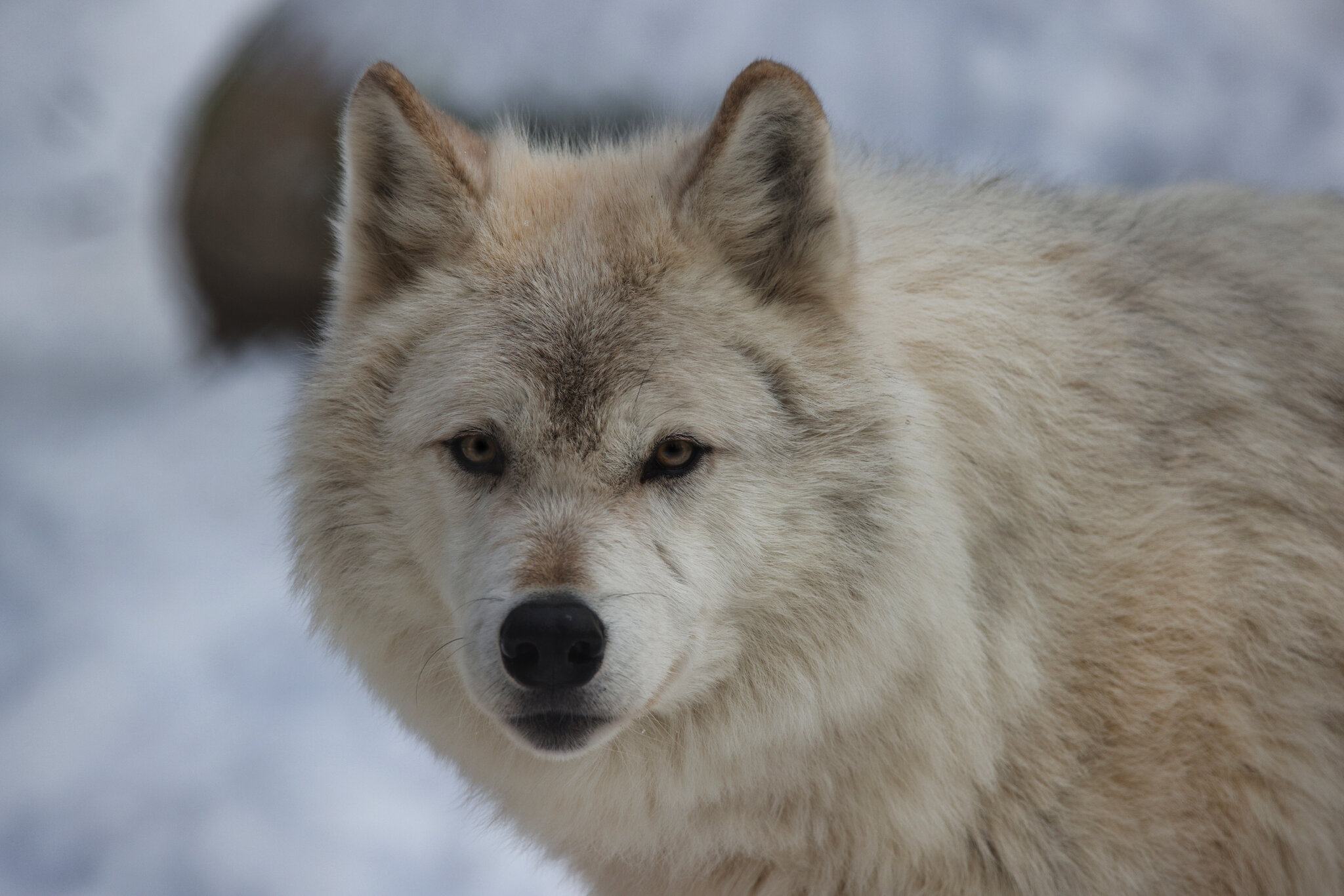 CSP_0842 Northern Lights Wolf Sanctuary.jpg