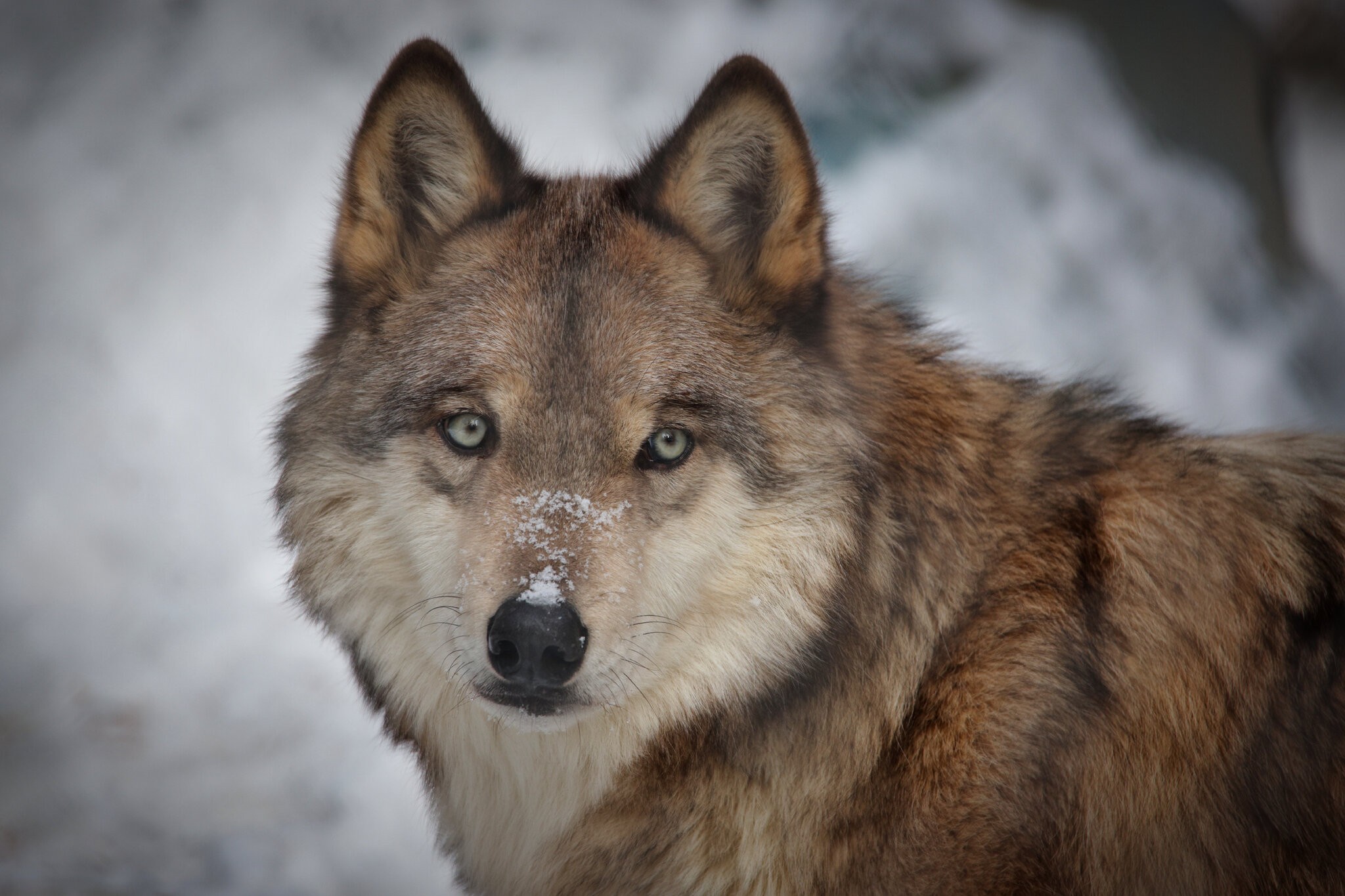 CSP_0865 Northern Lights Wolf Sanctuary.jpg