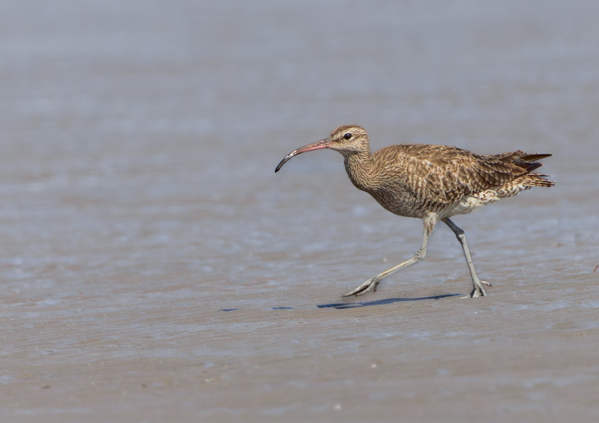 curlew-fe-001-2000px.jpg