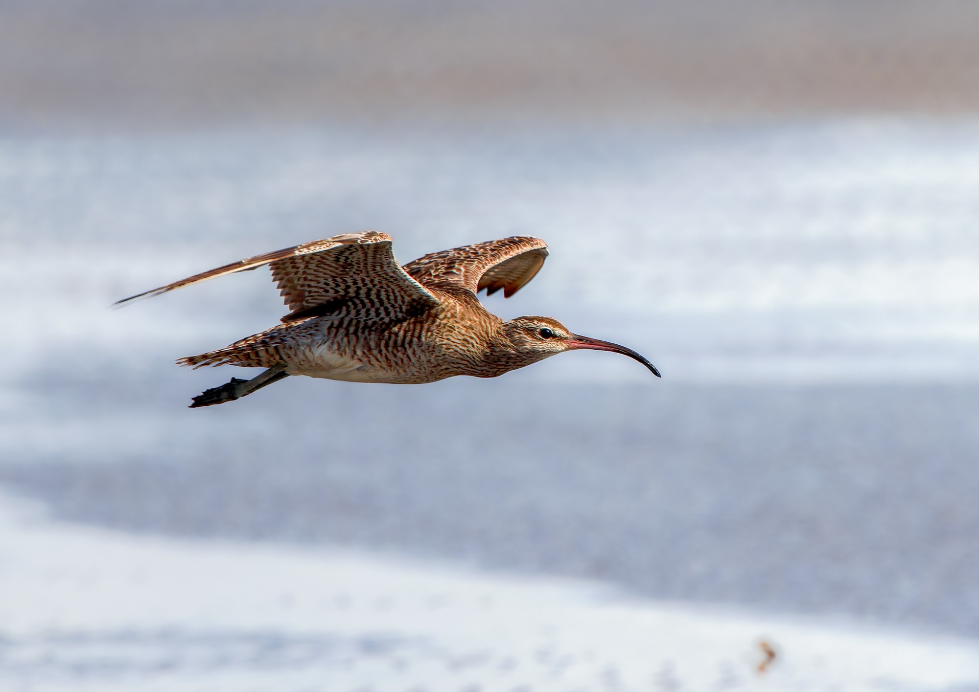 curlew-fe-bif-land-a-09-b-2000px.jpg