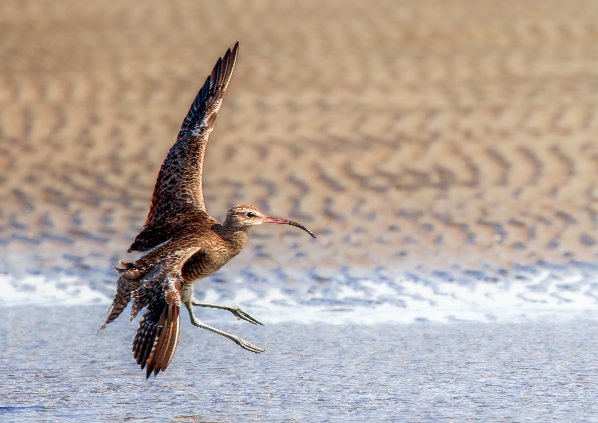 curlew-fe-bif-land-a-25-b-2000px.jpg