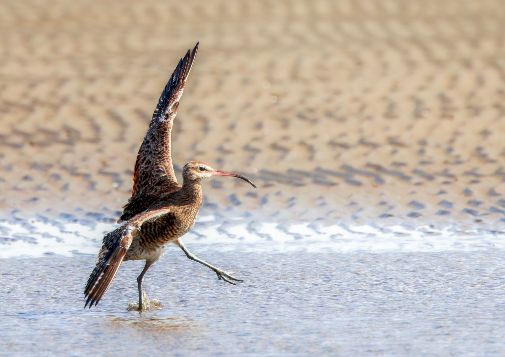 curlew-fe-bif-land-a-28-b-2000px.jpg