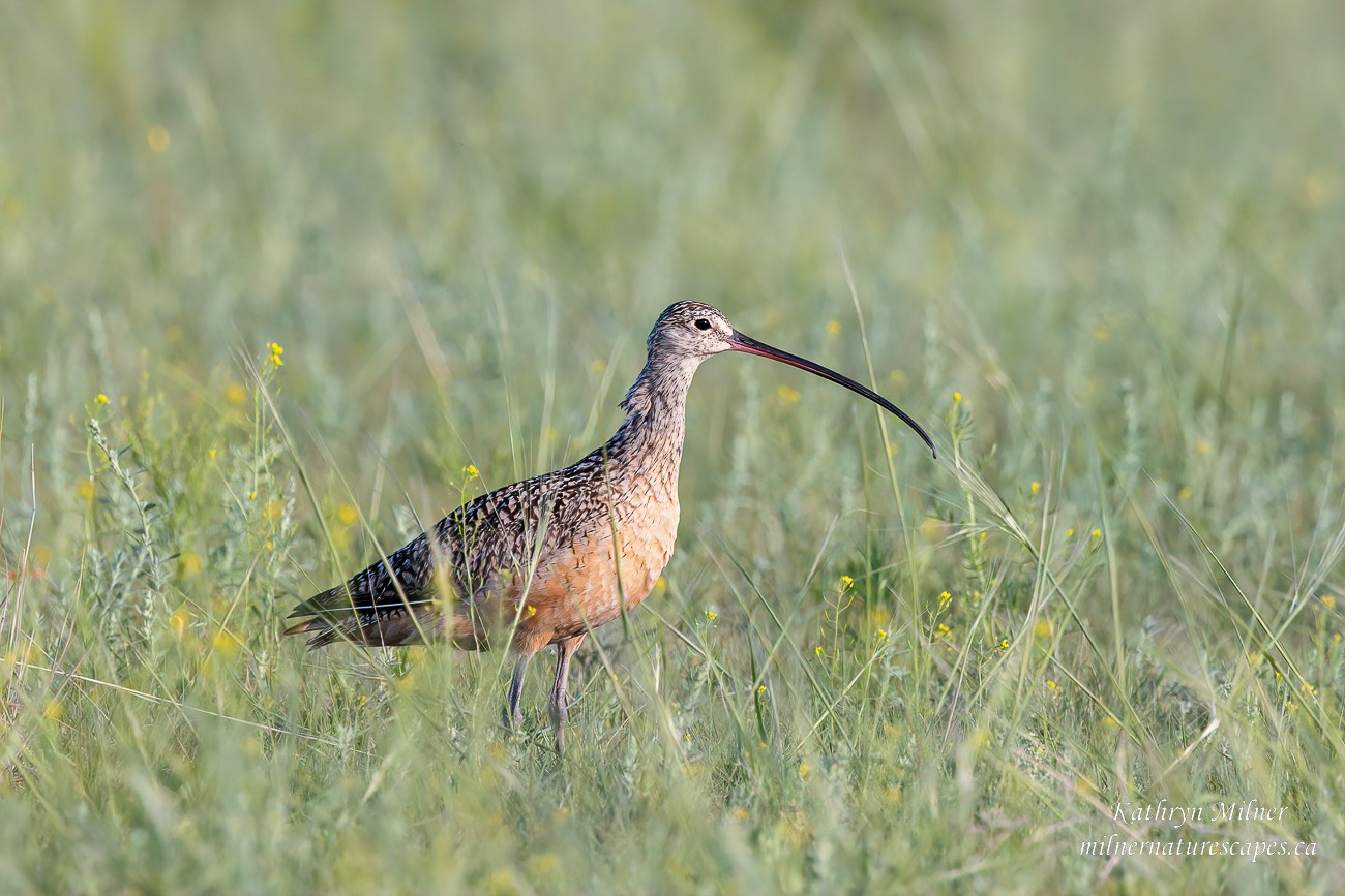 Curlew.jpg