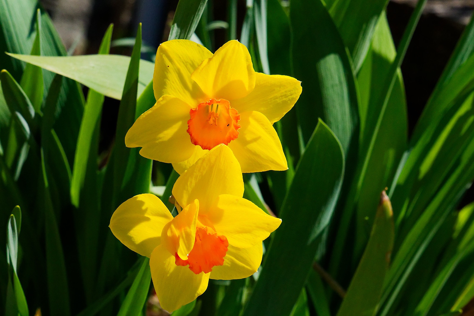 daffodils - Slater Mill Park