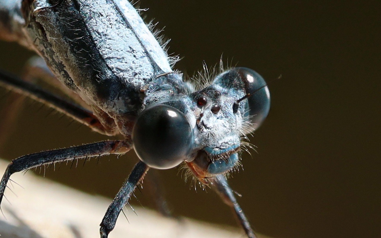 Damselfly Closeup