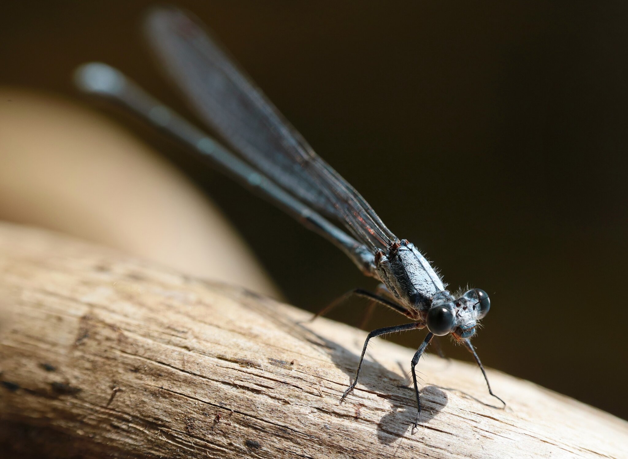 Damselfly