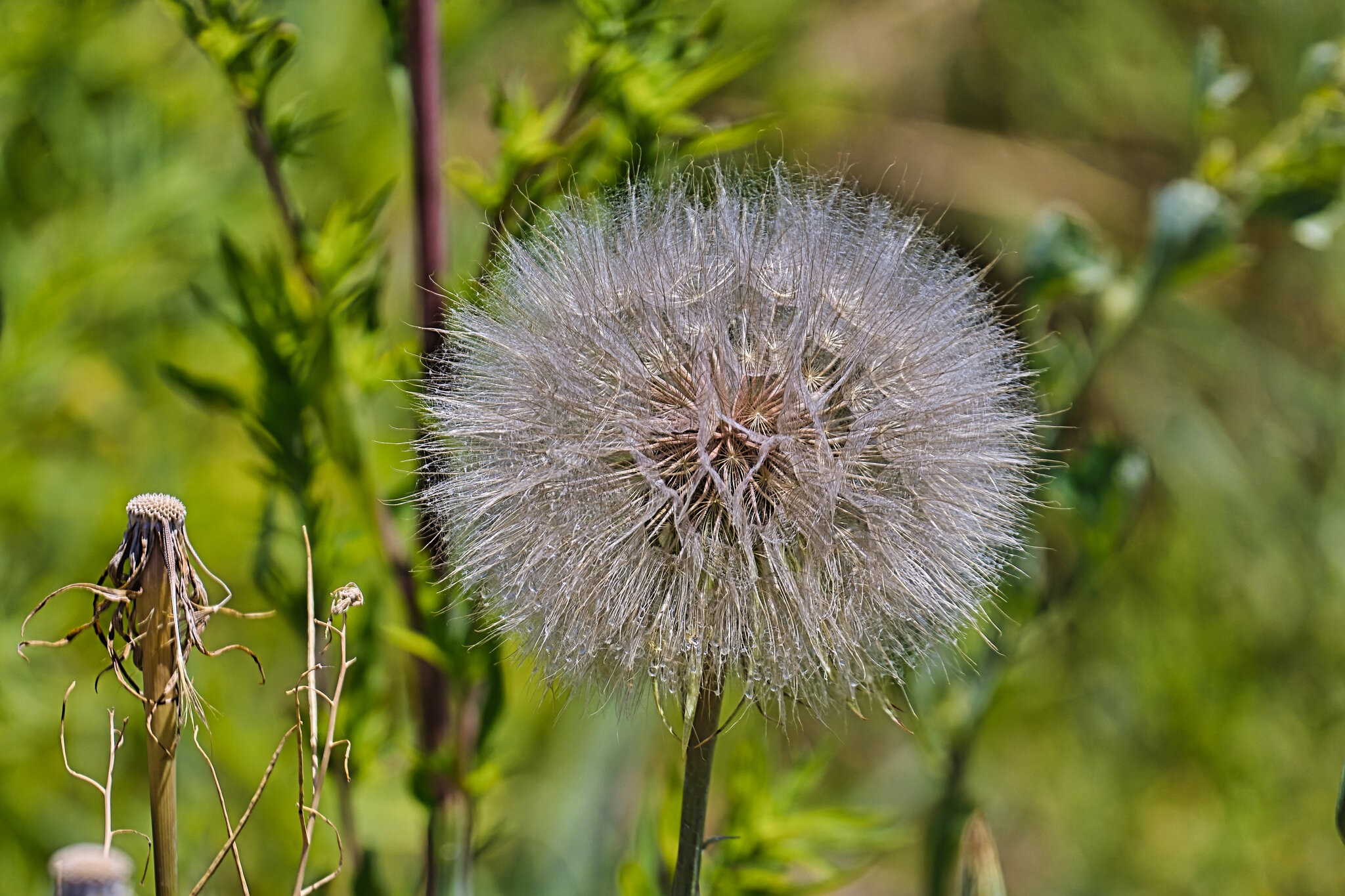 Dandelion clock macro 3.jpg | Canon RF Shooters Forums