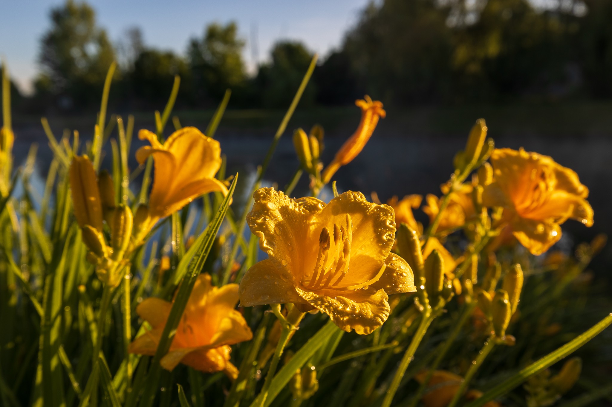 Day lilies with morning dew