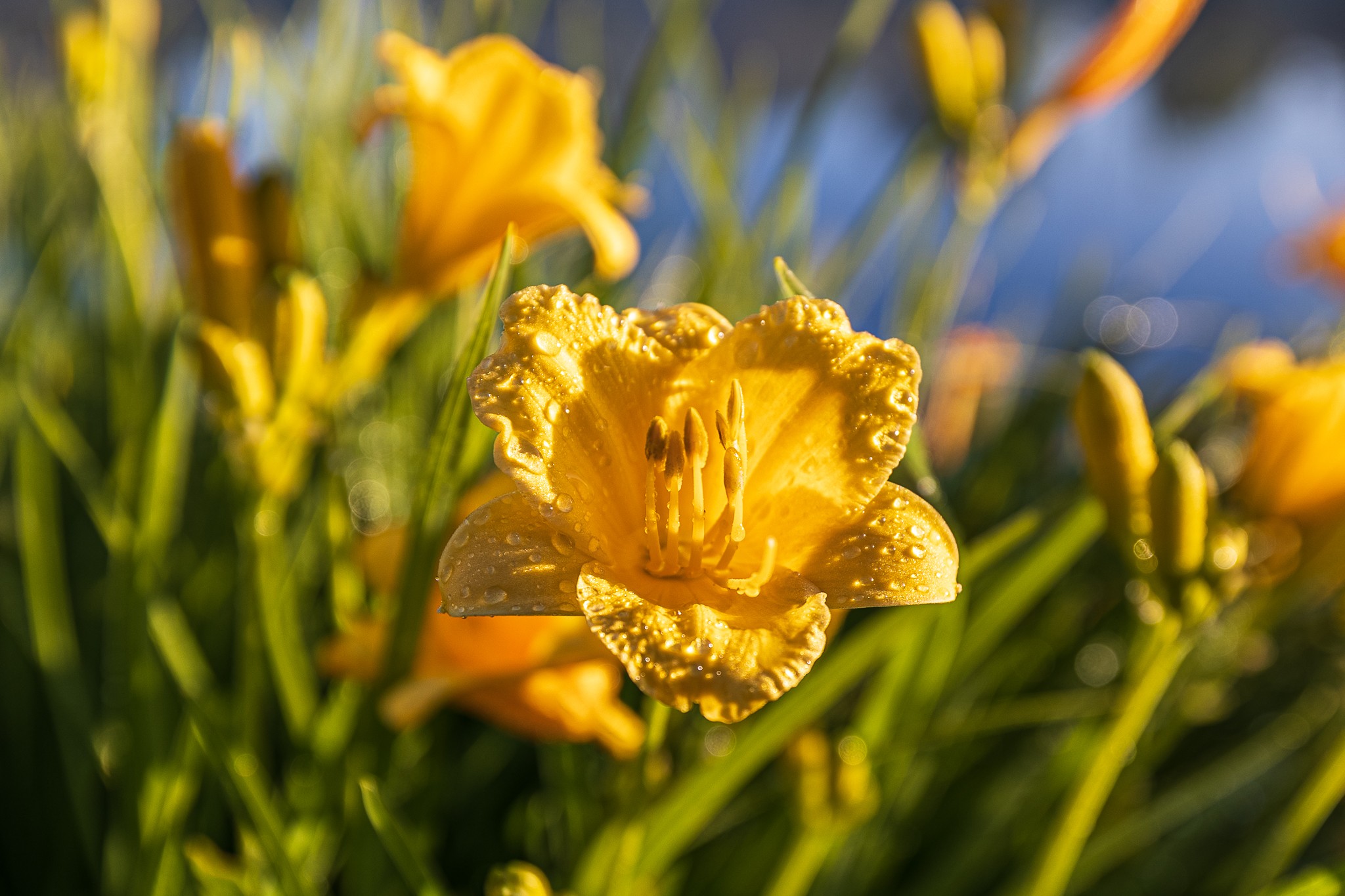 Day lily with morning dew