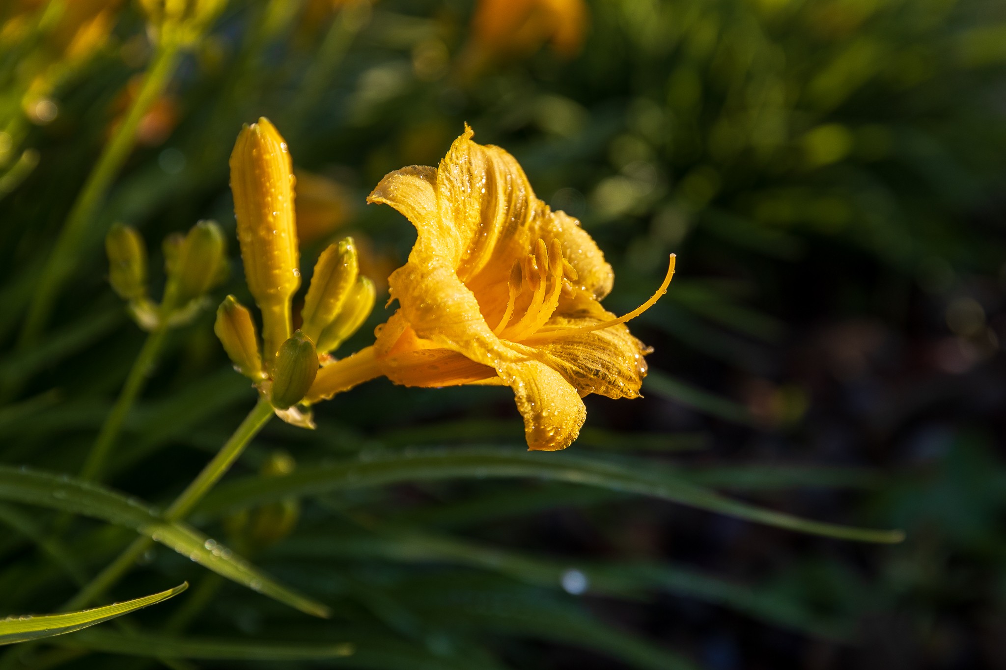 Day lily with morning dew