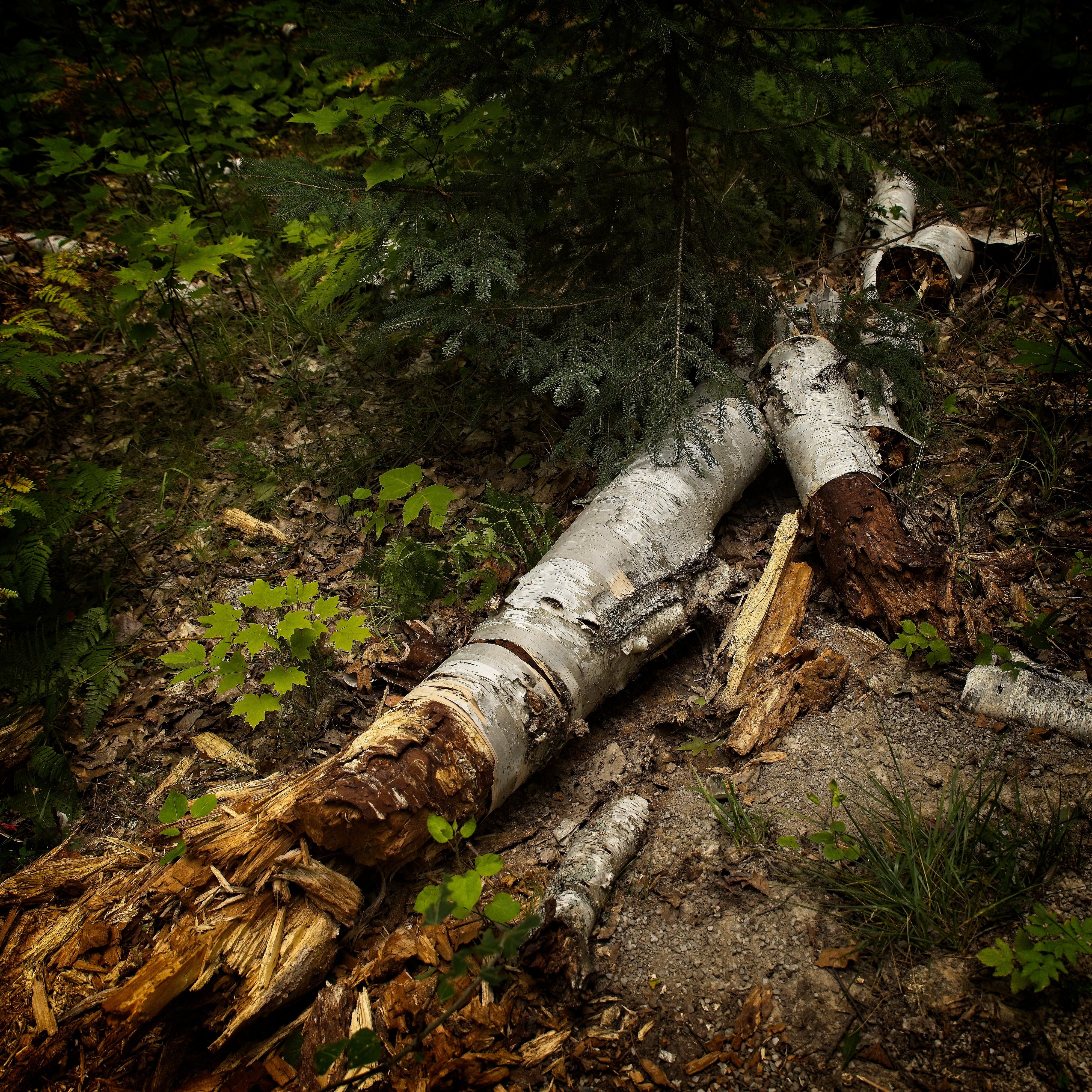 Decaying paper birch on the trail to the Thomas Rock Scenic Overlook near Big Bay, Michigan.