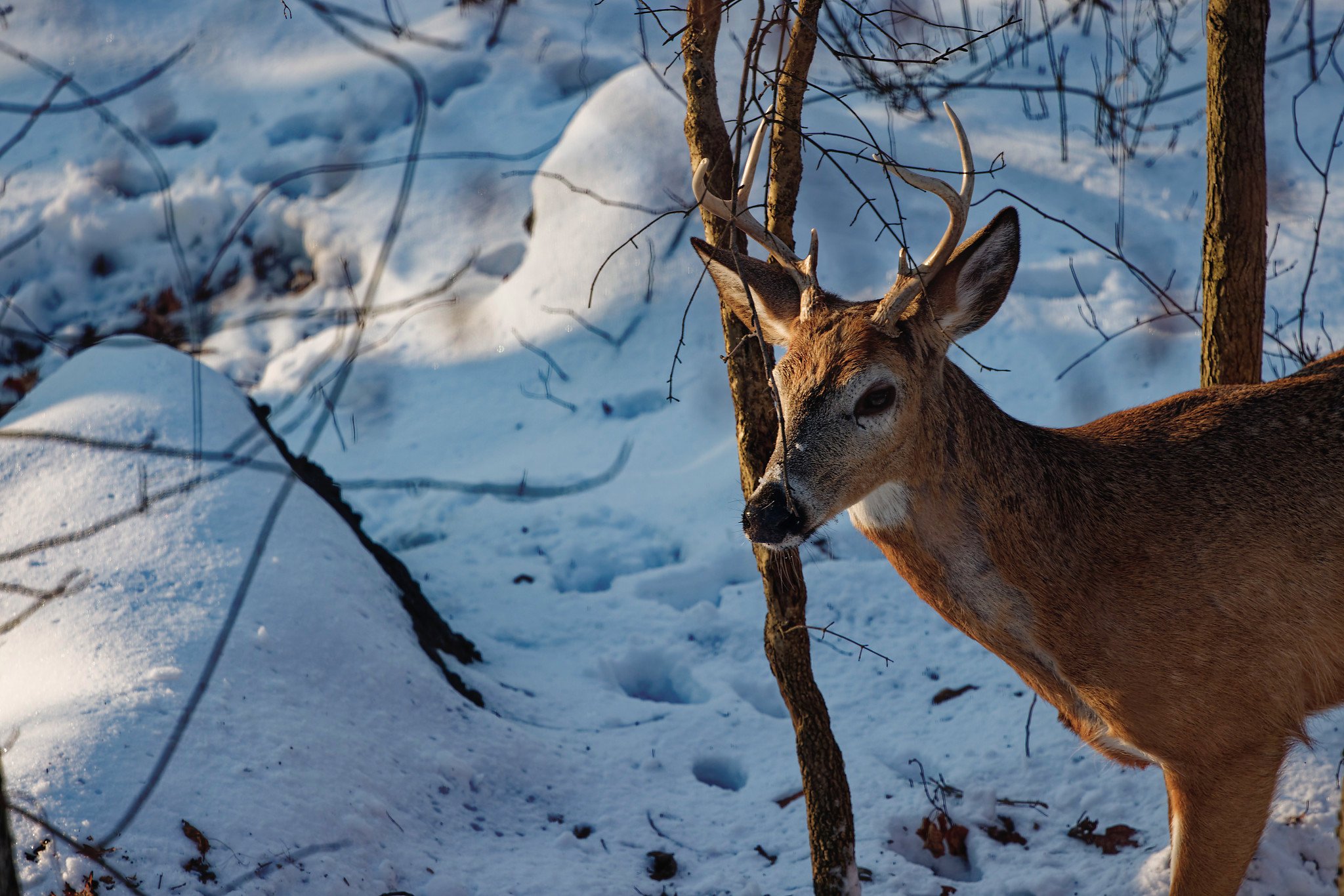 Deer in the morning light.jpg