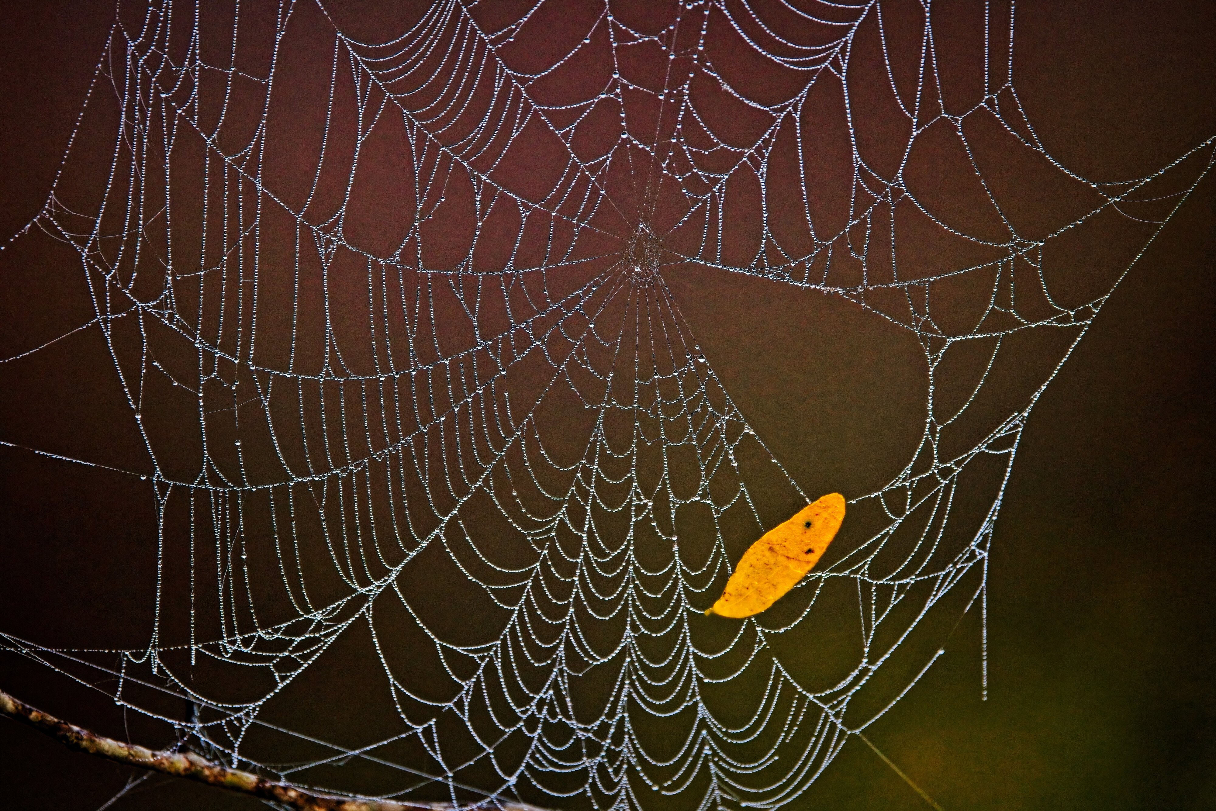 Dewey spider web at Brazos Bend State Park