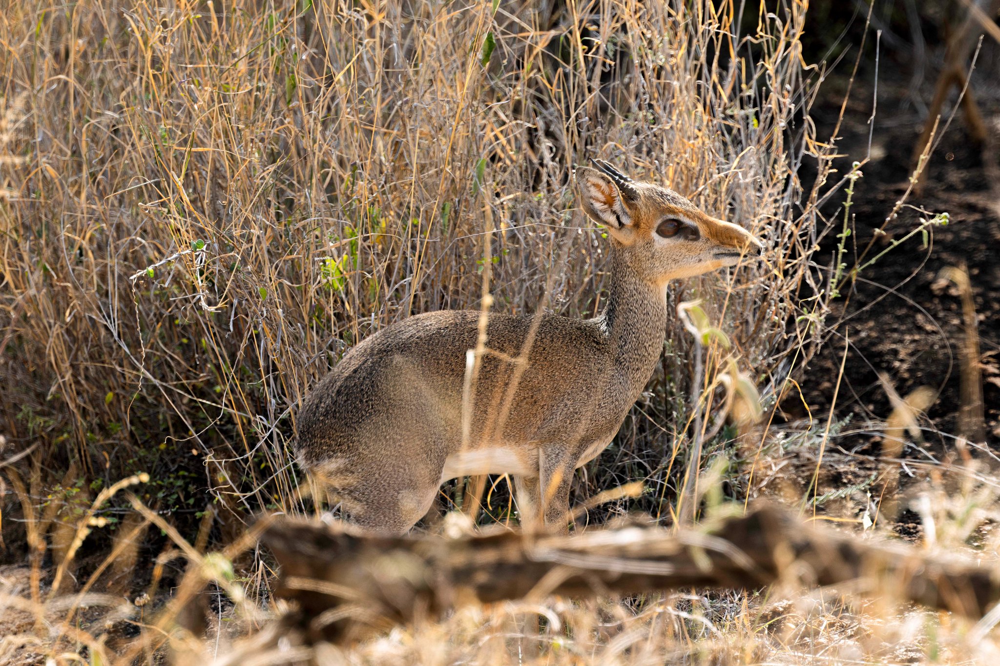 Dik Dik in the Bush 2, Lewa, Kenya (1 of 1).jpg