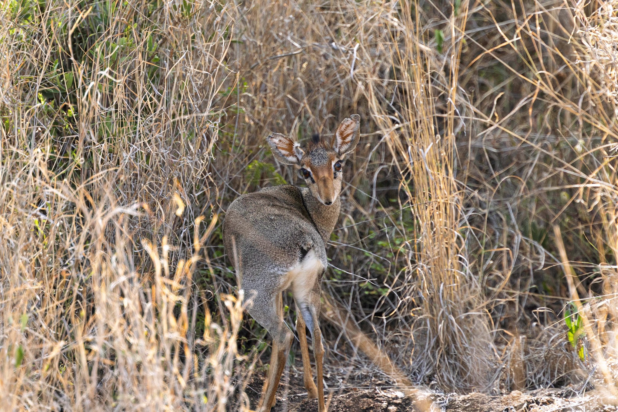 Dik Dik in the Bush, Lewa, Kenya (1 of 1).jpg
