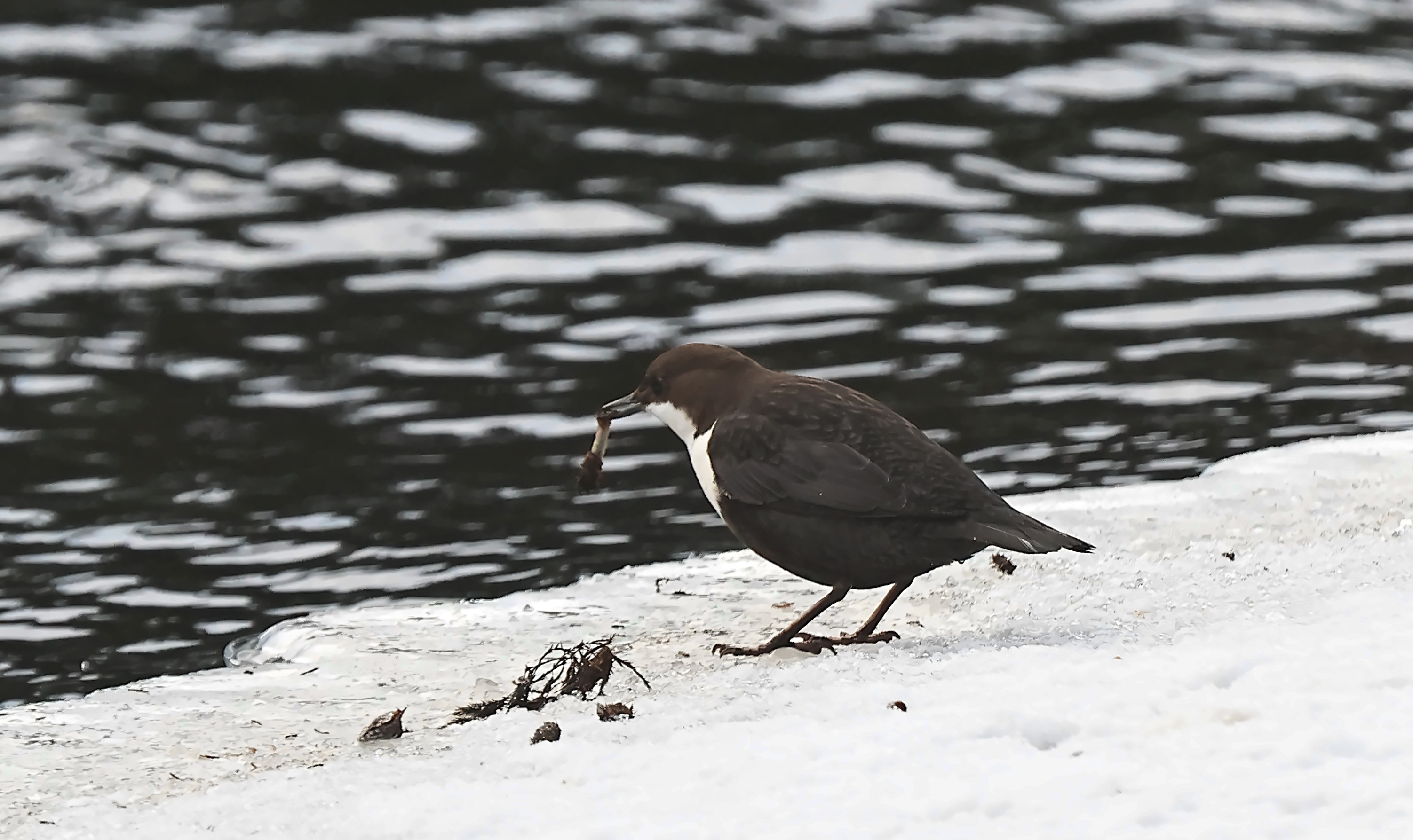 Dipper.jpg