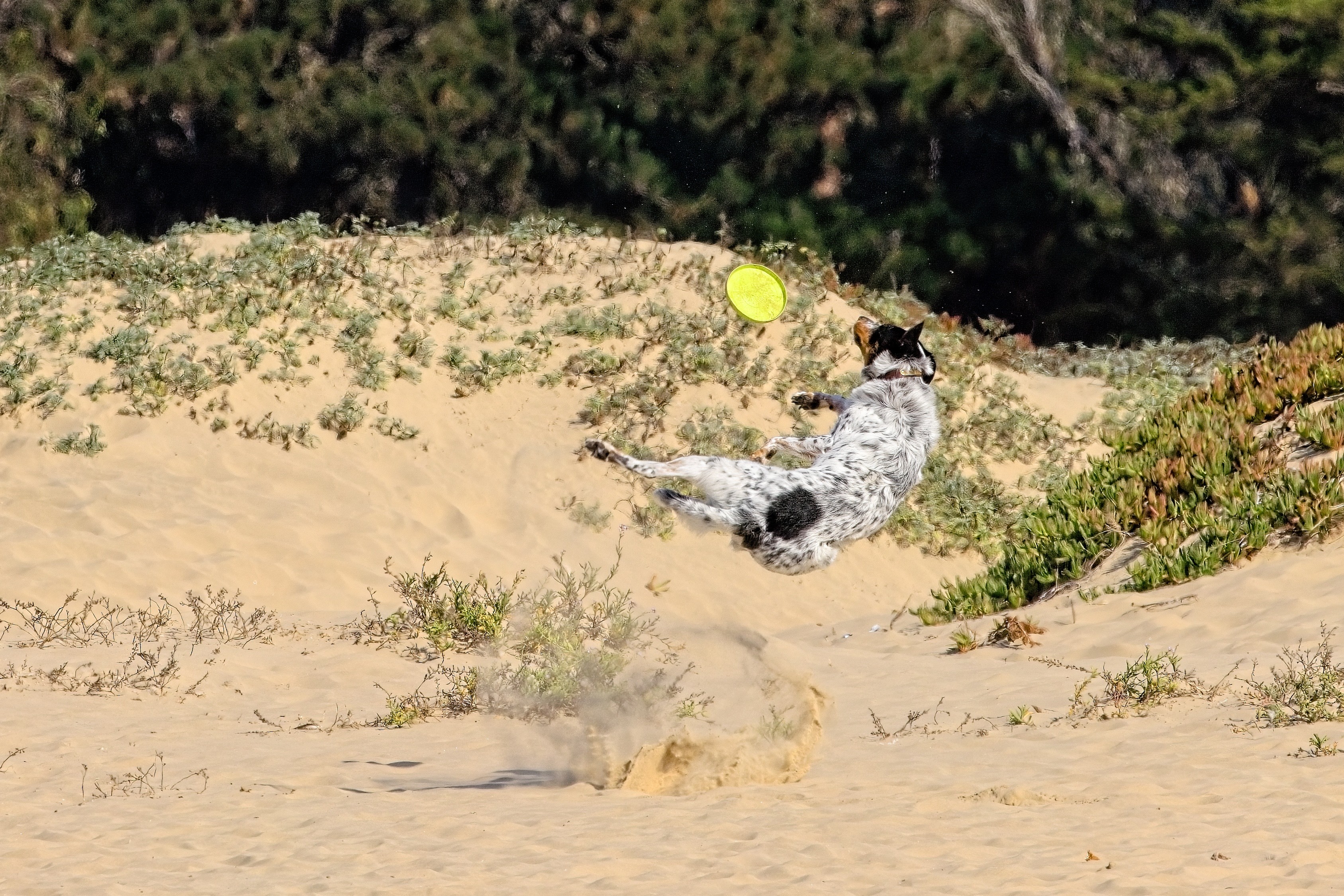 Dog leaping for a disk on Pismo Beach in California