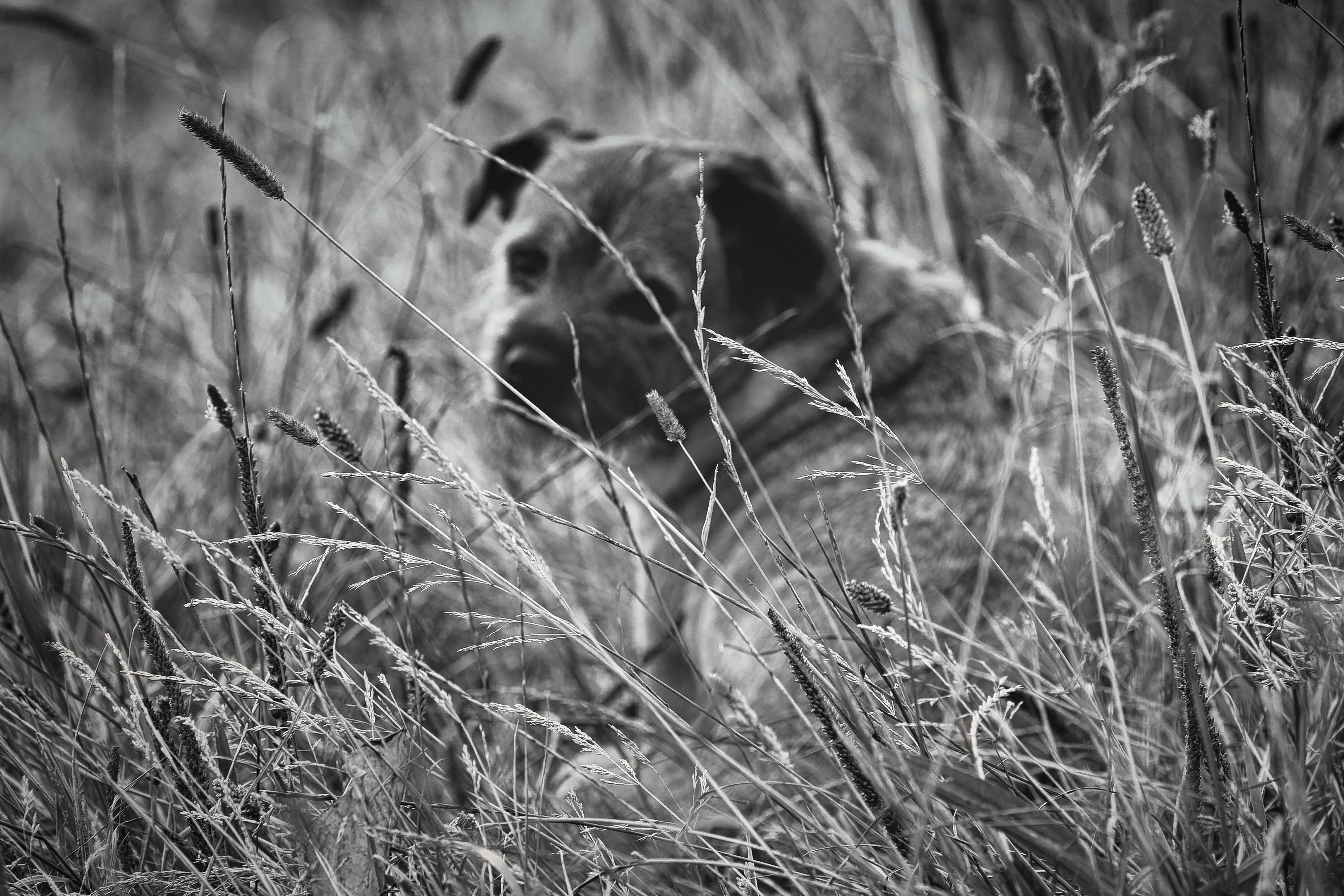 Doing what Border terriers do best